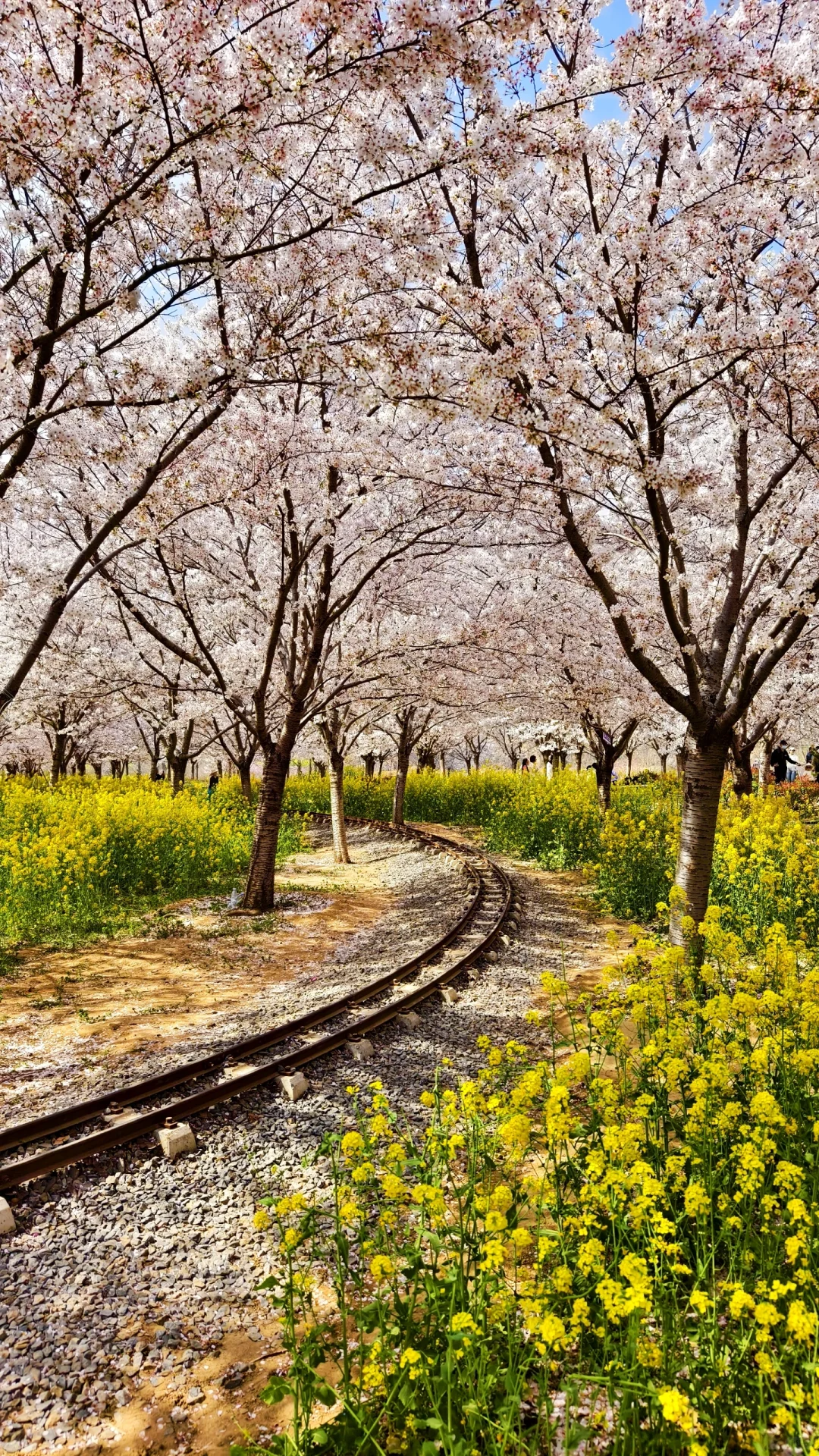 郑州赏花第5期：丰乐樱花园赏樱花攻略