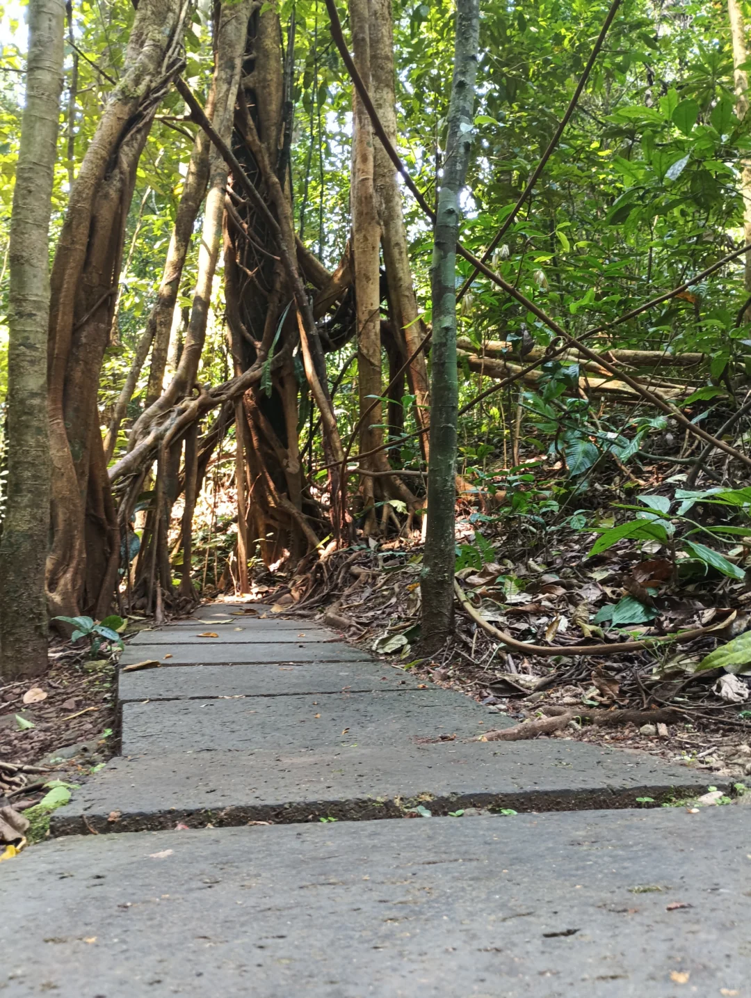 感受原始森林的能量