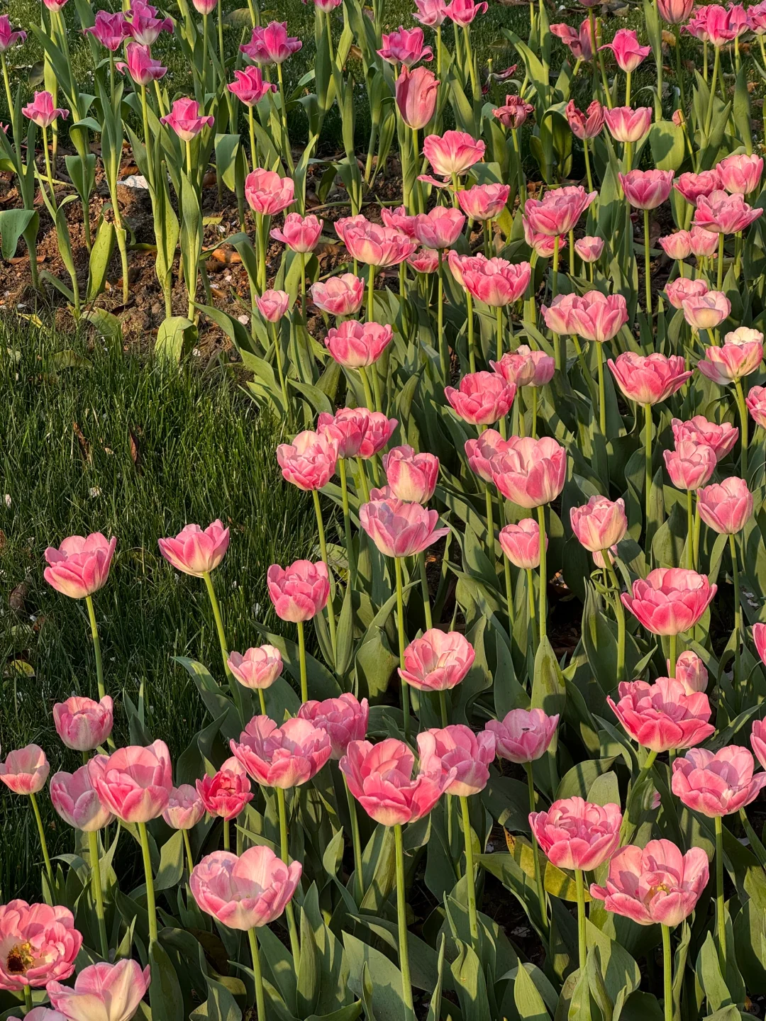 🌷 2025太子湾郁金香超全攻略｜赶早承包花海