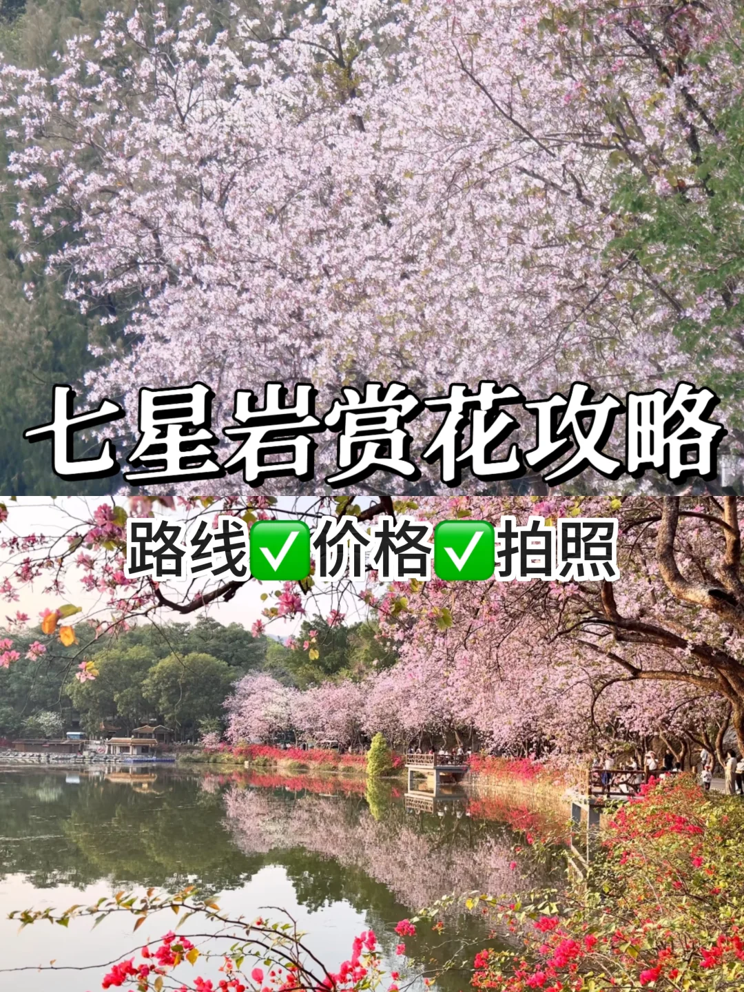 肇庆七星岩｜春日已成花海 赏花最全攻略来啦