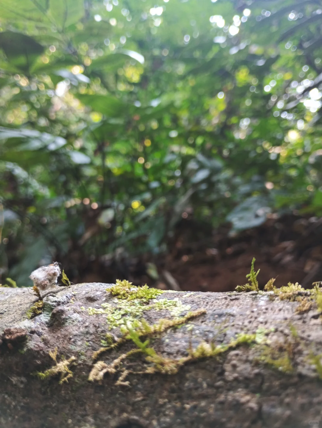 感受原始森林的能量