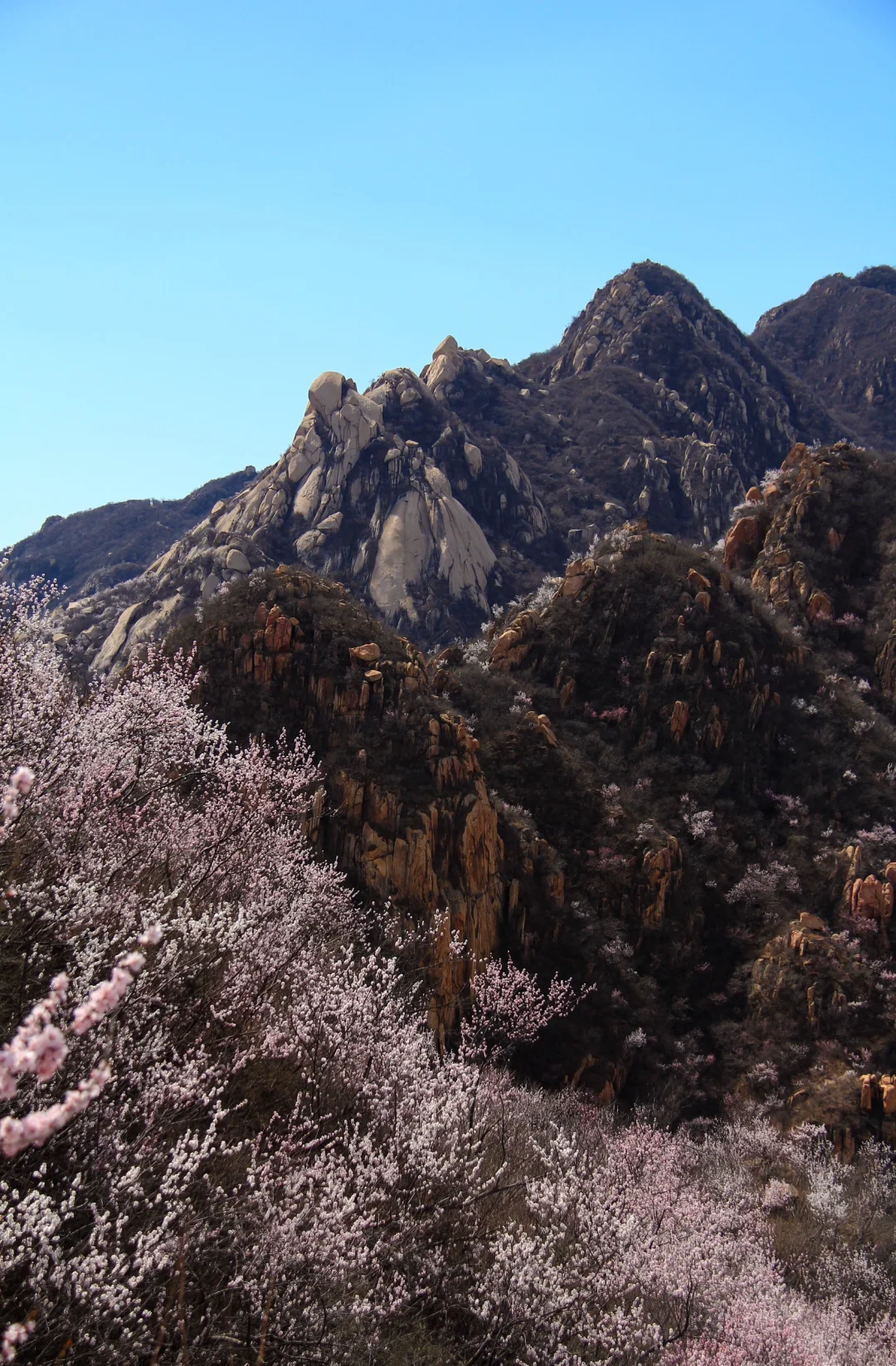 3.21实拍山花烂漫-白虎涧（后花园）