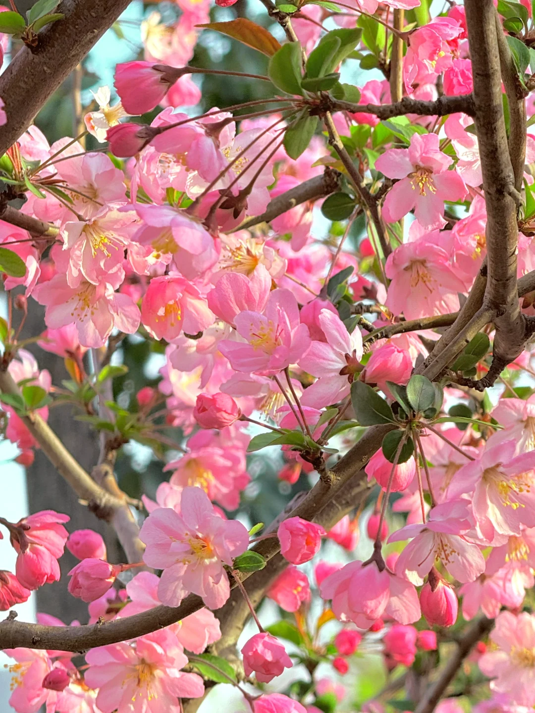 📍南京｜避开人流！0元get海棠花海秘境🌸