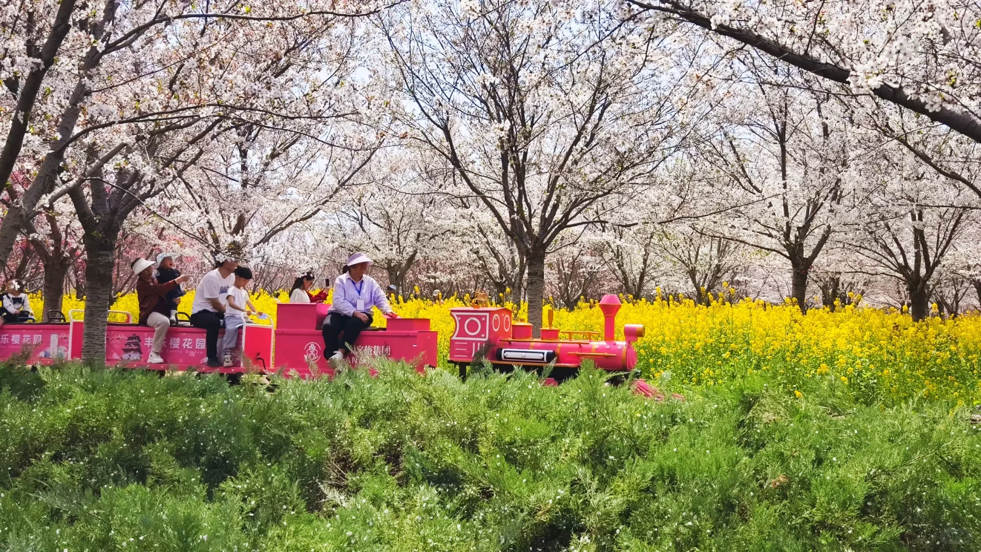 郑州赏花第5期：丰乐樱花园赏樱花攻略