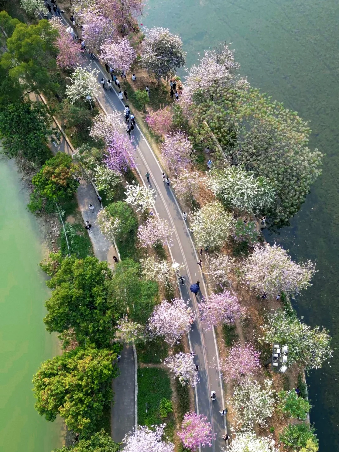 肇庆七星岩春日赏花季