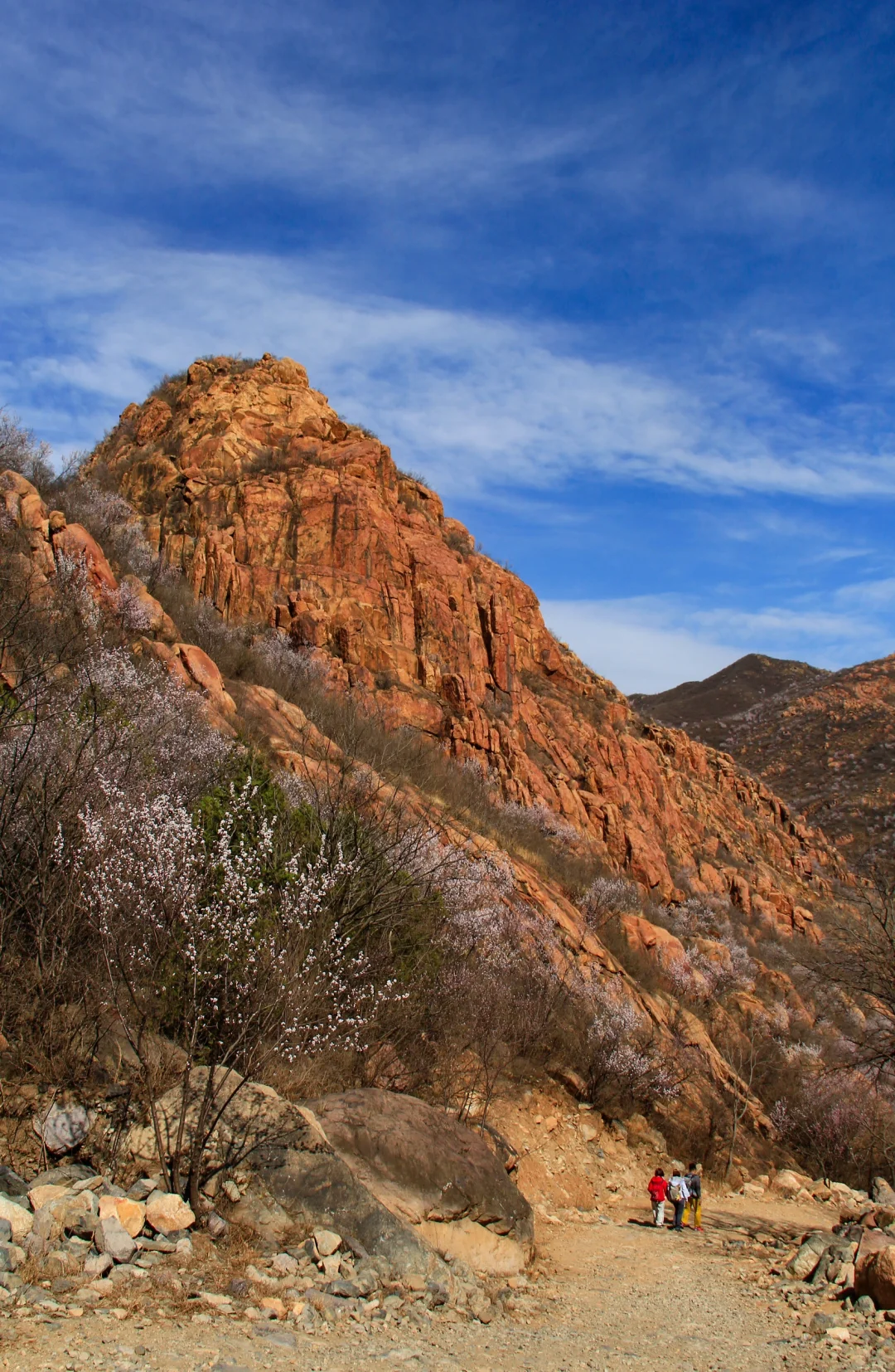 3.21实拍山花烂漫-白虎涧（后花园）