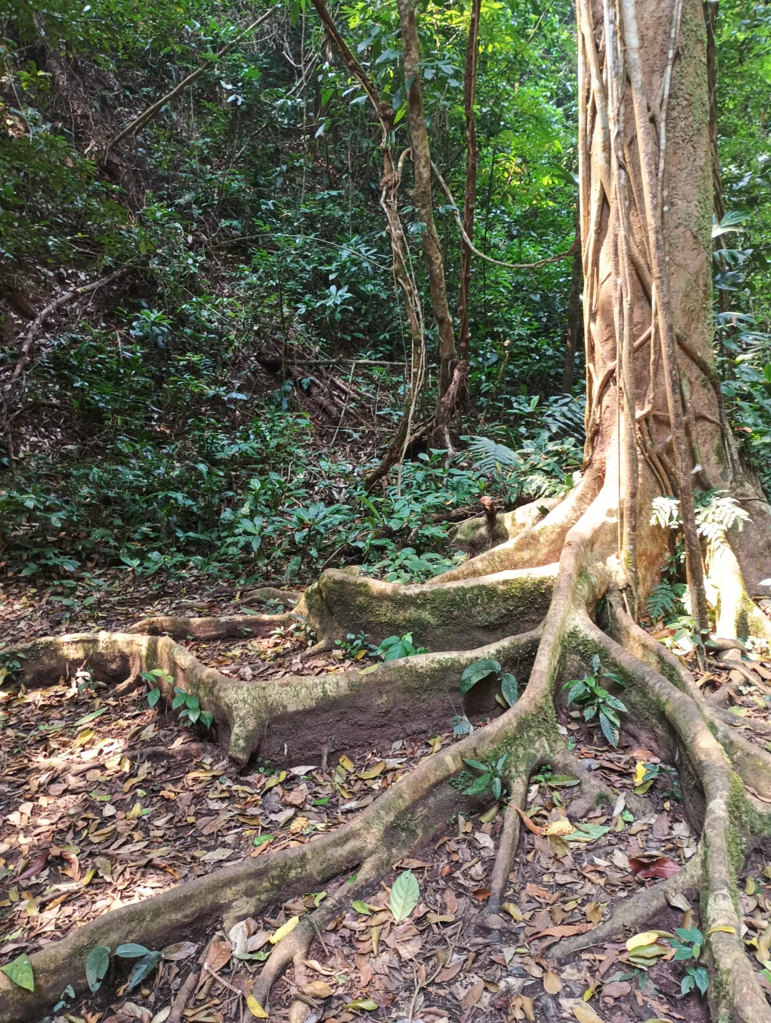 感受原始森林的能量