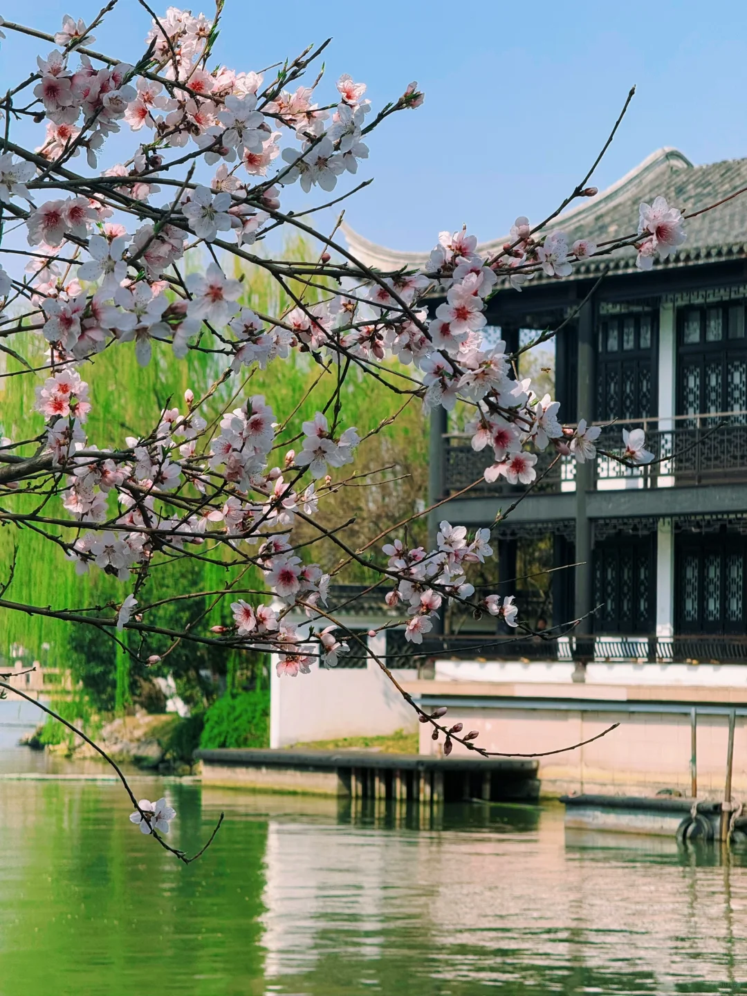 踏青赏花，上海周边人少景美的诗意画卷