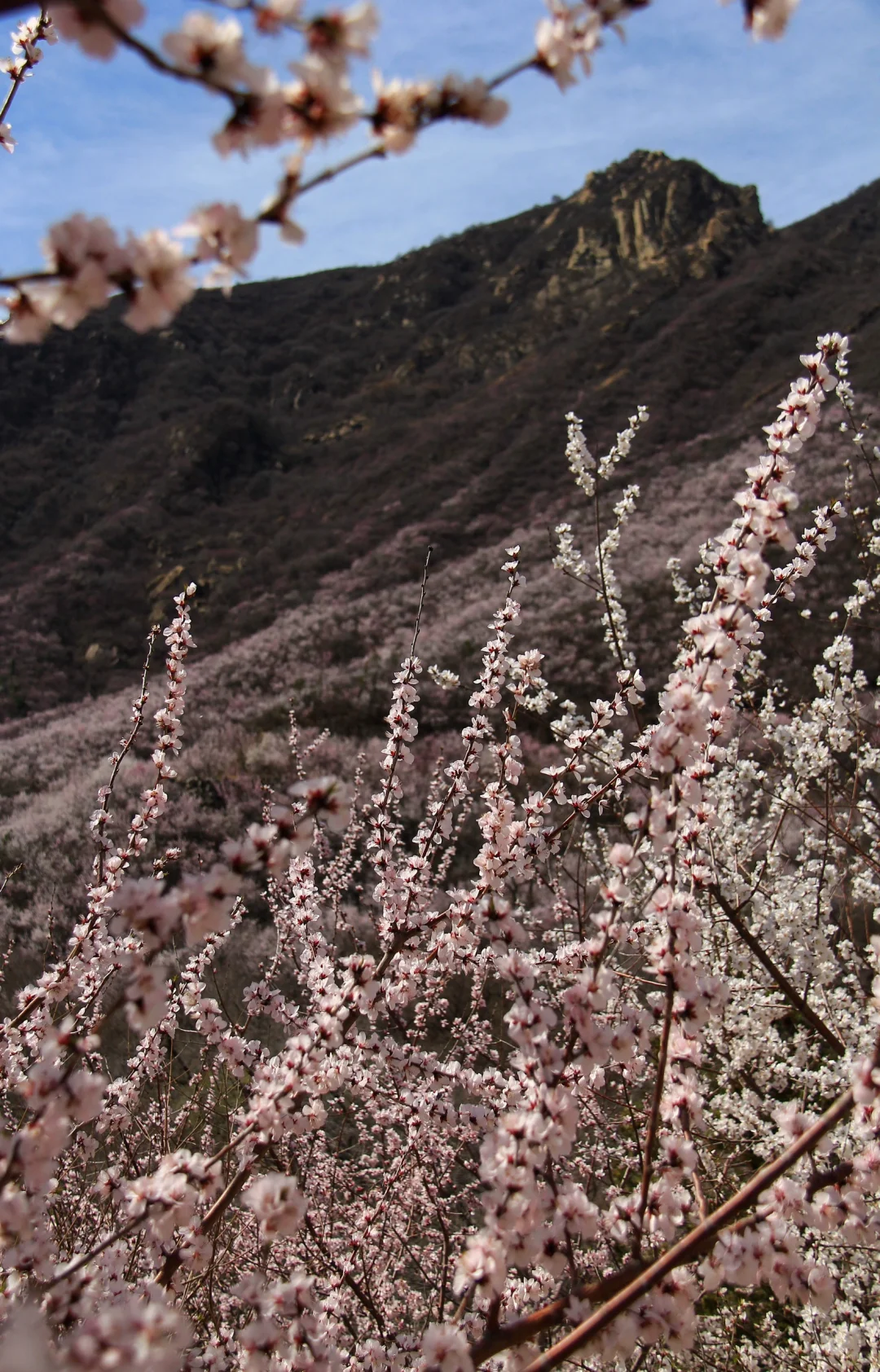3.21实拍山花烂漫-白虎涧（后花园）
