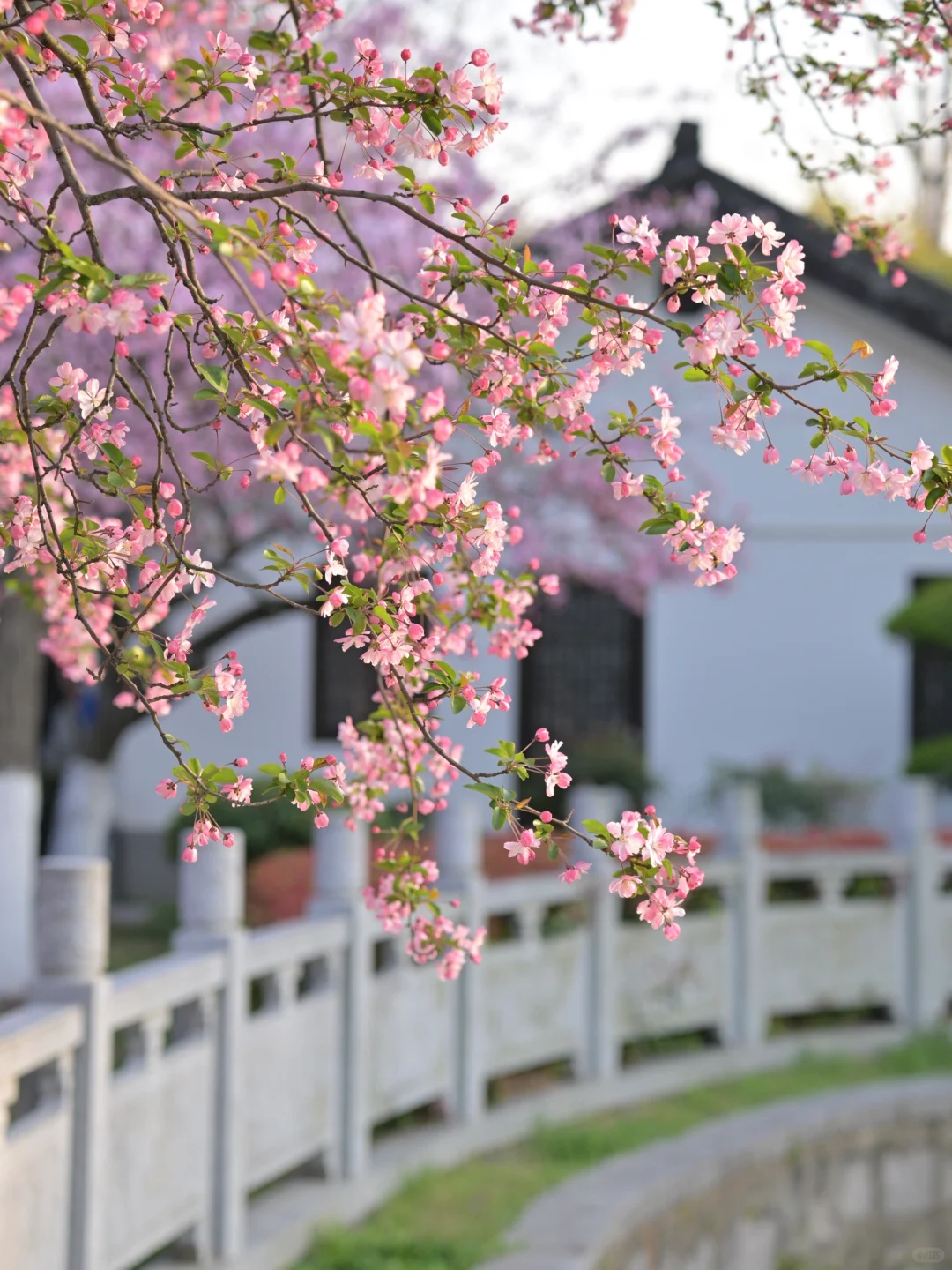 📍南京｜避开人流！0元get海棠花海秘境🌸