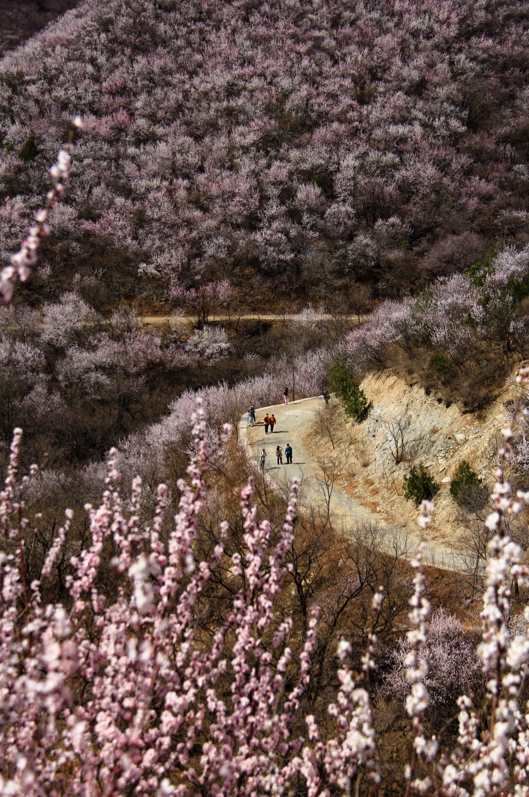 3.21实拍山花烂漫-白虎涧（后花园）