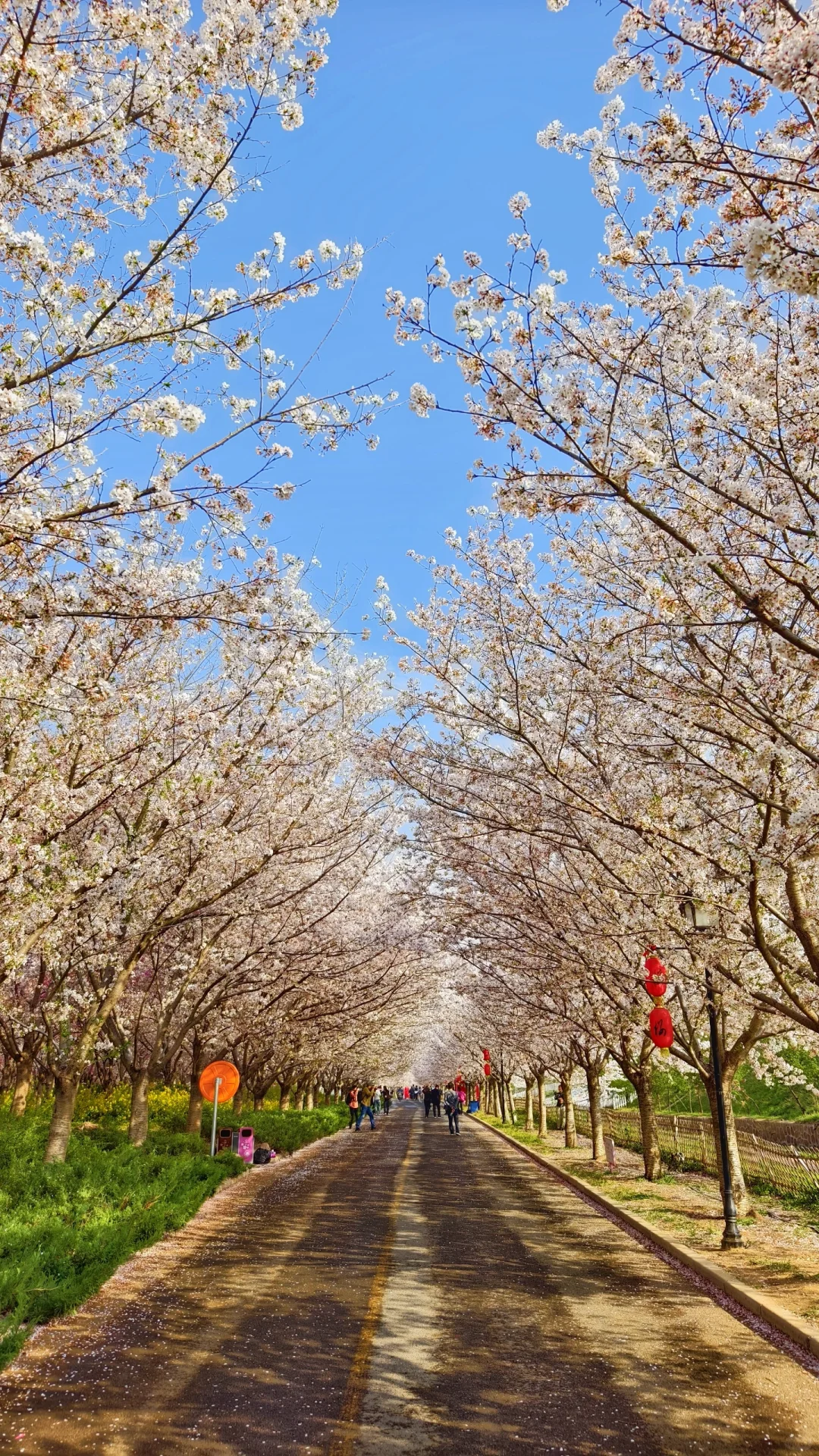 郑州赏花第5期：丰乐樱花园赏樱花攻略