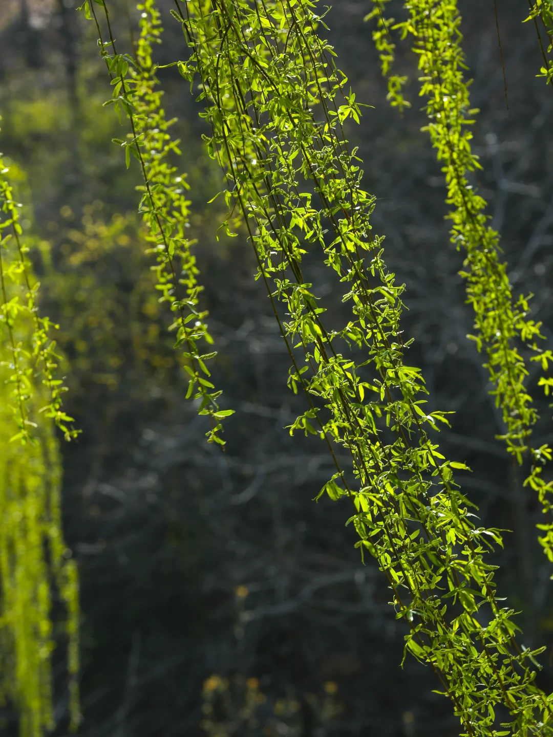 七步沟：风里已经有春天的味道咯~