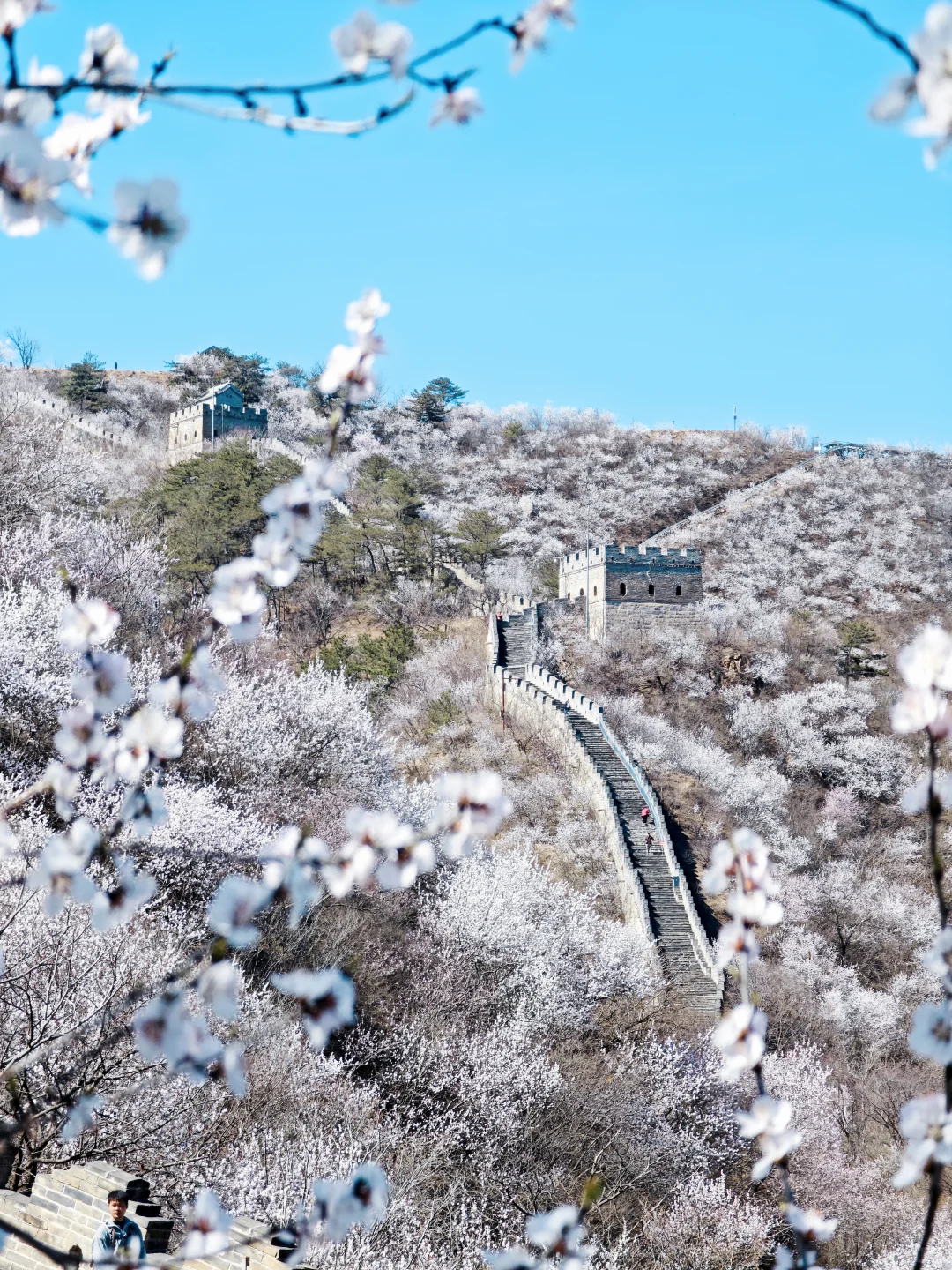 3.24实拍丨在北京我找到了林芝的平替