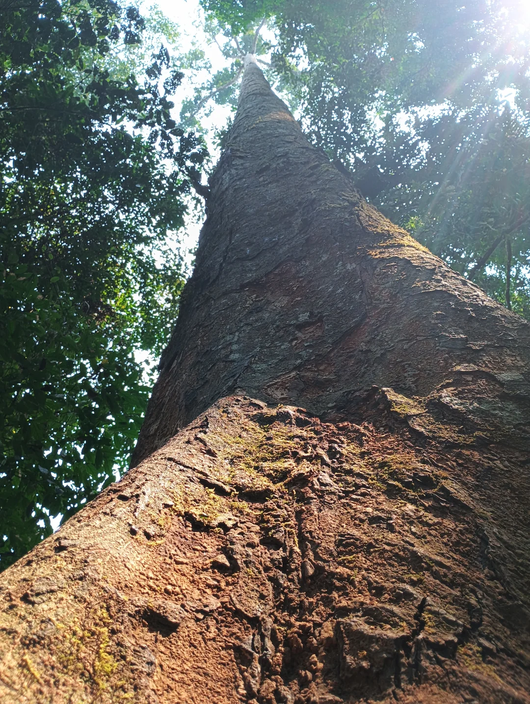 感受原始森林的能量