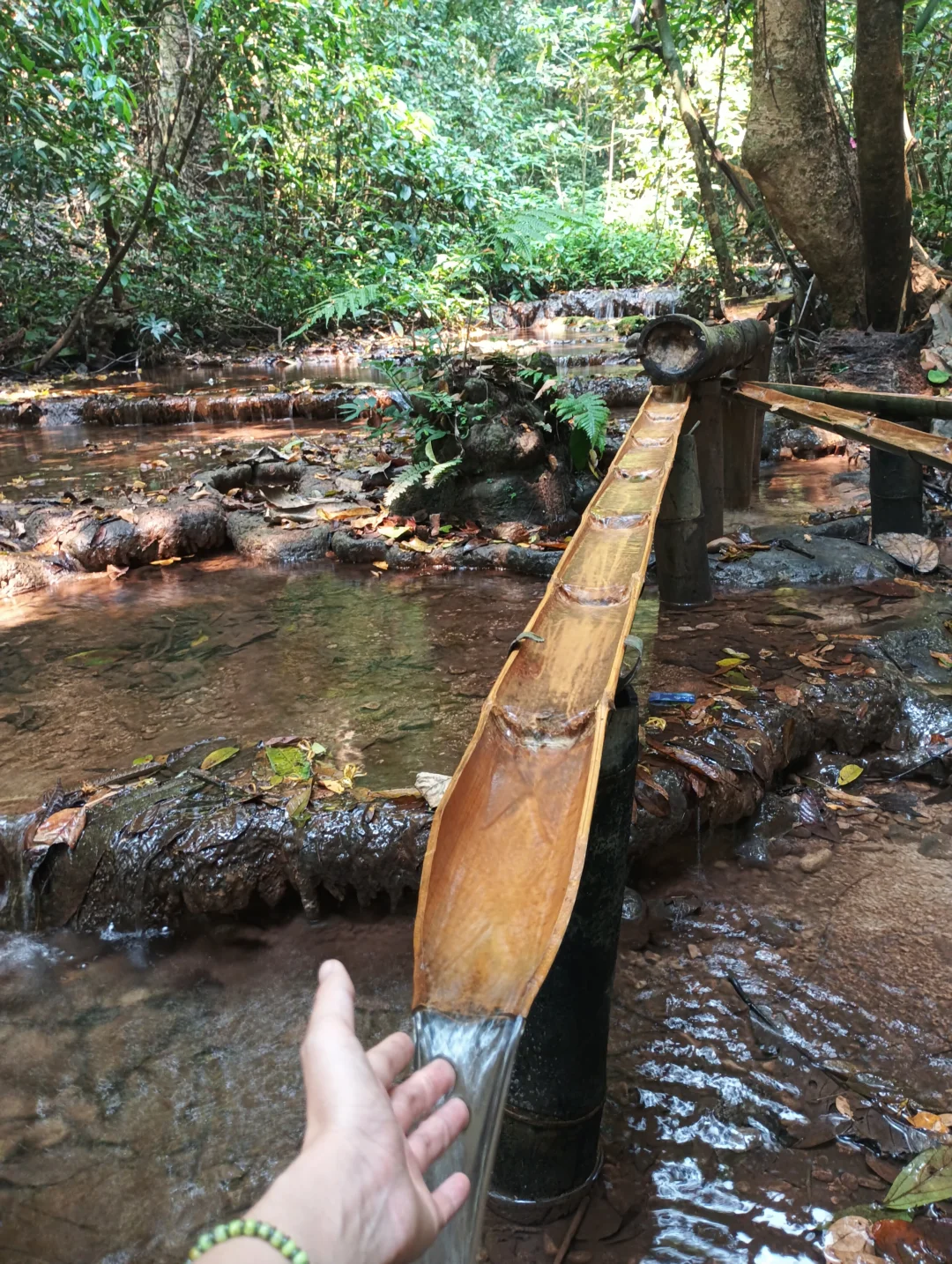 感受原始森林的能量