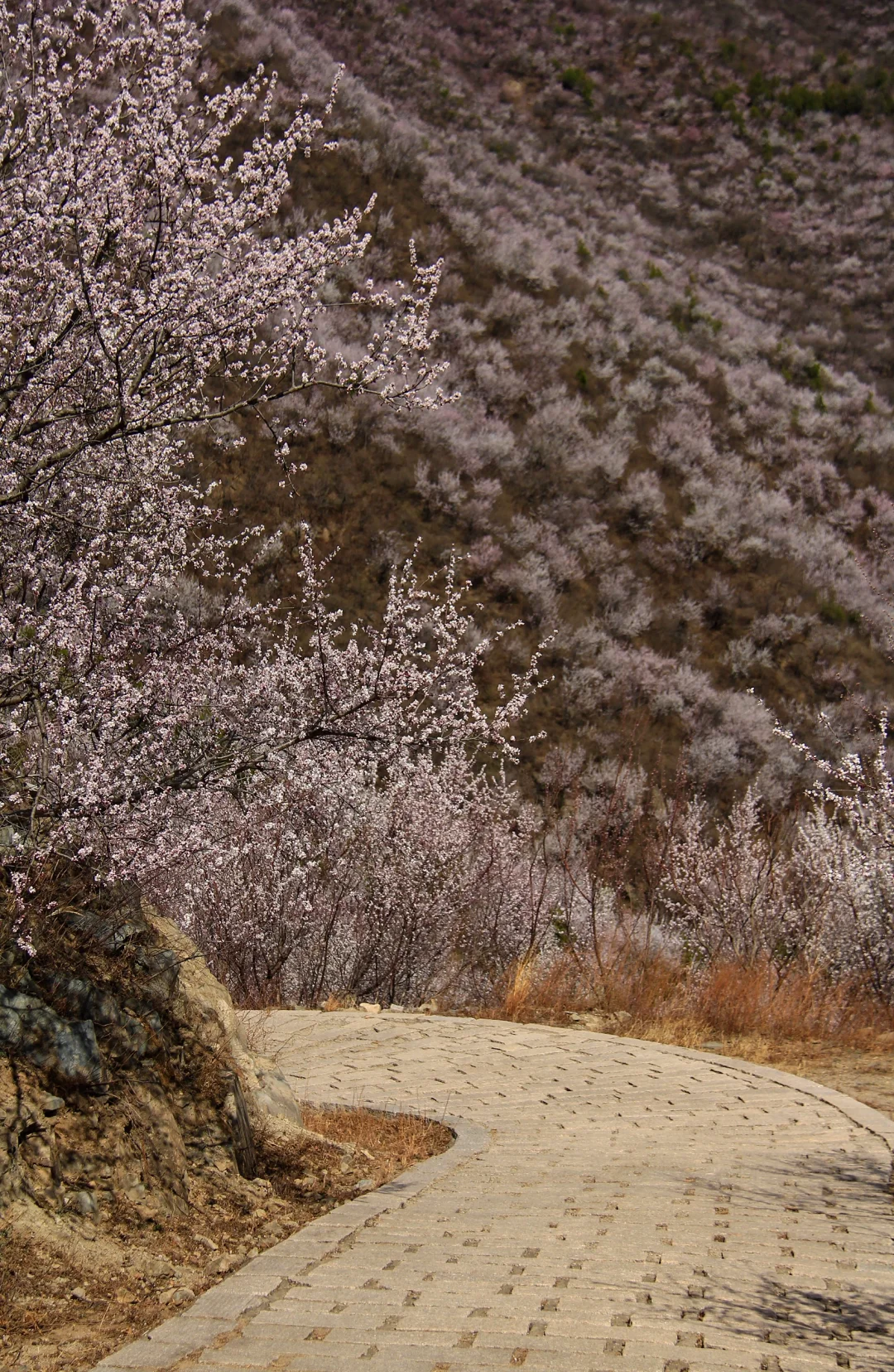 3.21实拍山花烂漫-白虎涧（后花园）