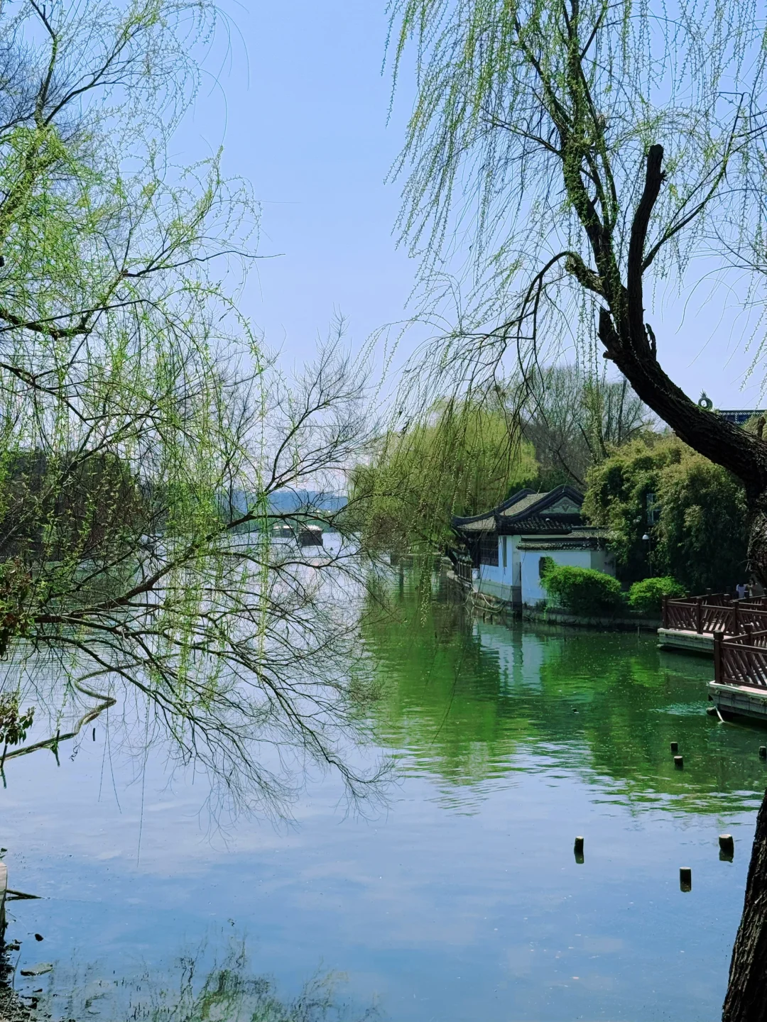 踏青赏花，上海周边人少景美的诗意画卷