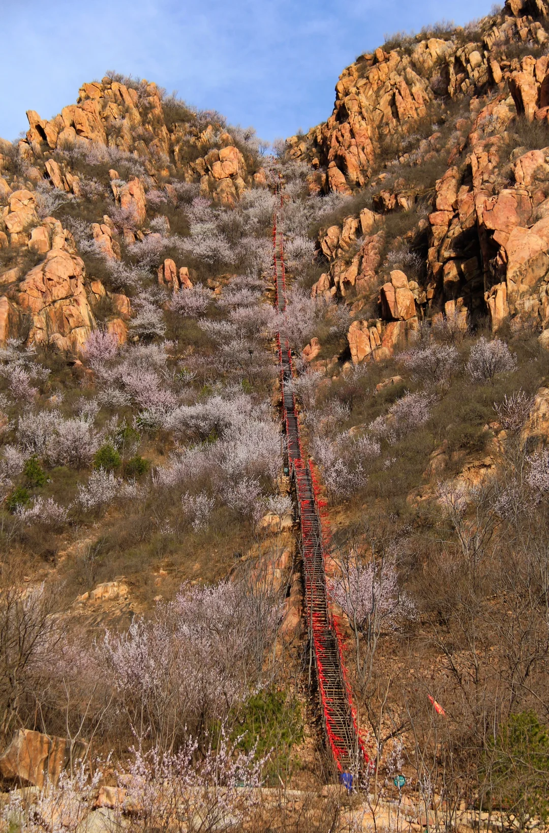 3.21实拍山花烂漫-白虎涧（后花园）