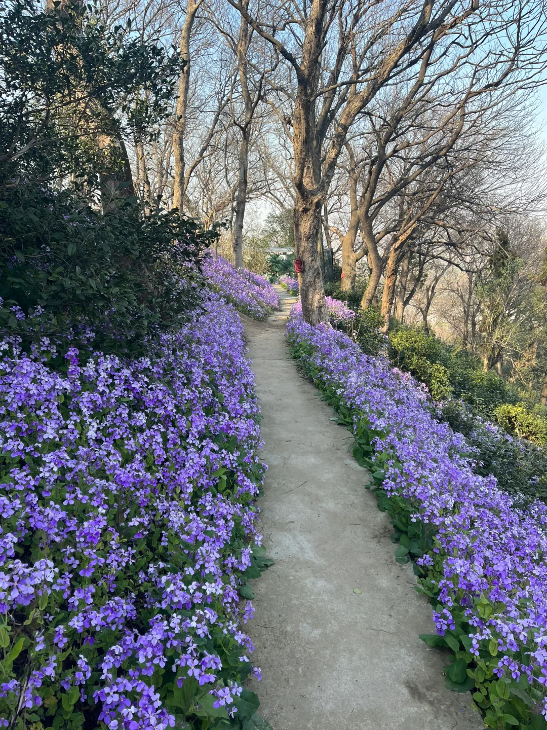 军山二月兰 手机里上百张照片拍不出它的美