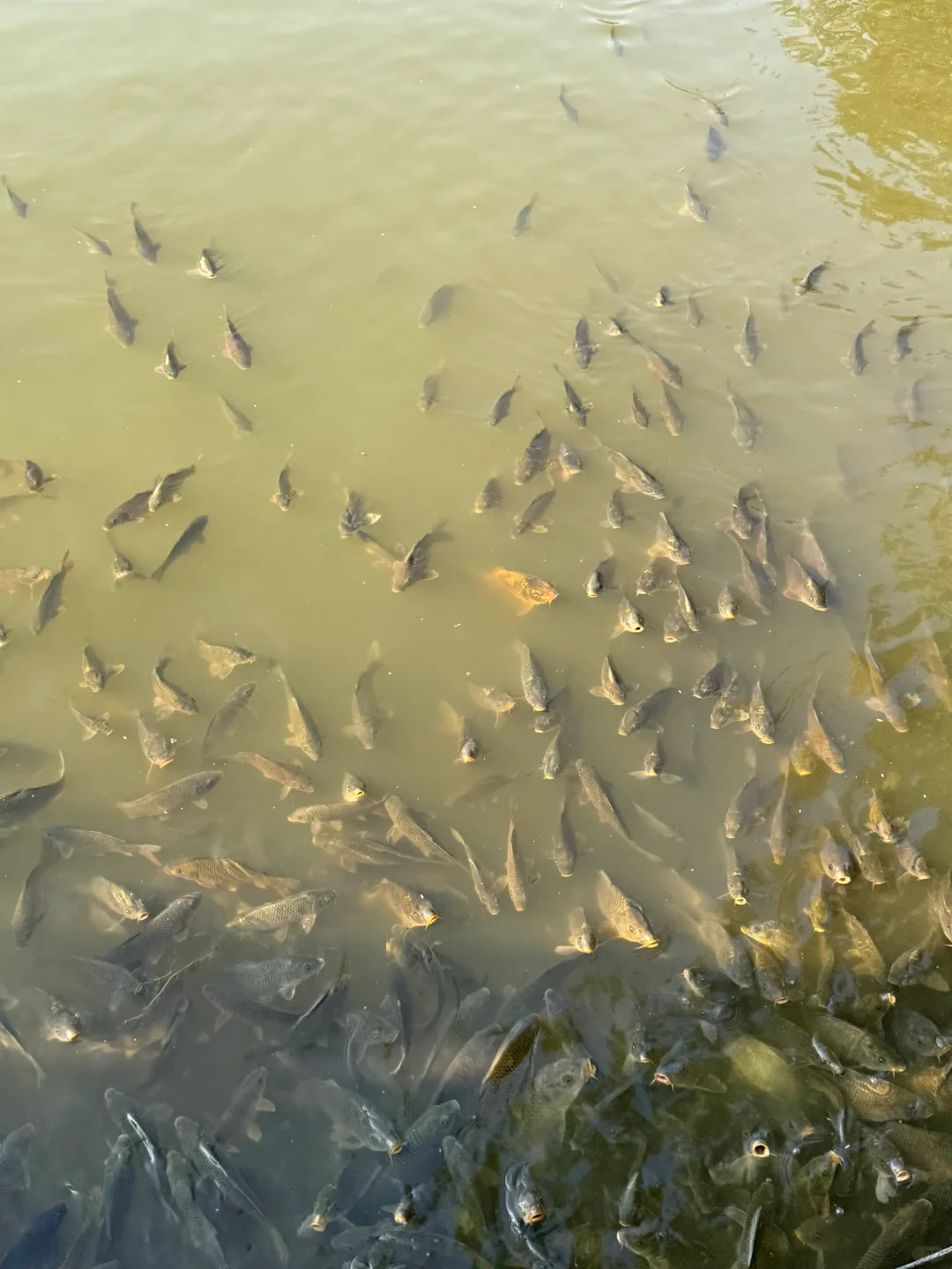 肇庆七星岩｜春日已成花海 赏花最全攻略来啦