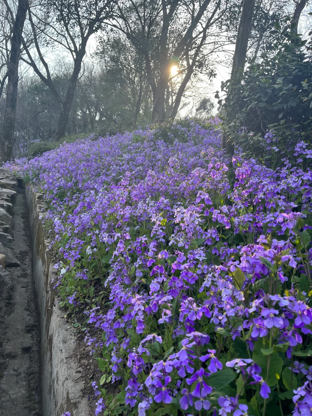 军山二月兰 手机里上百张照片拍不出它的美