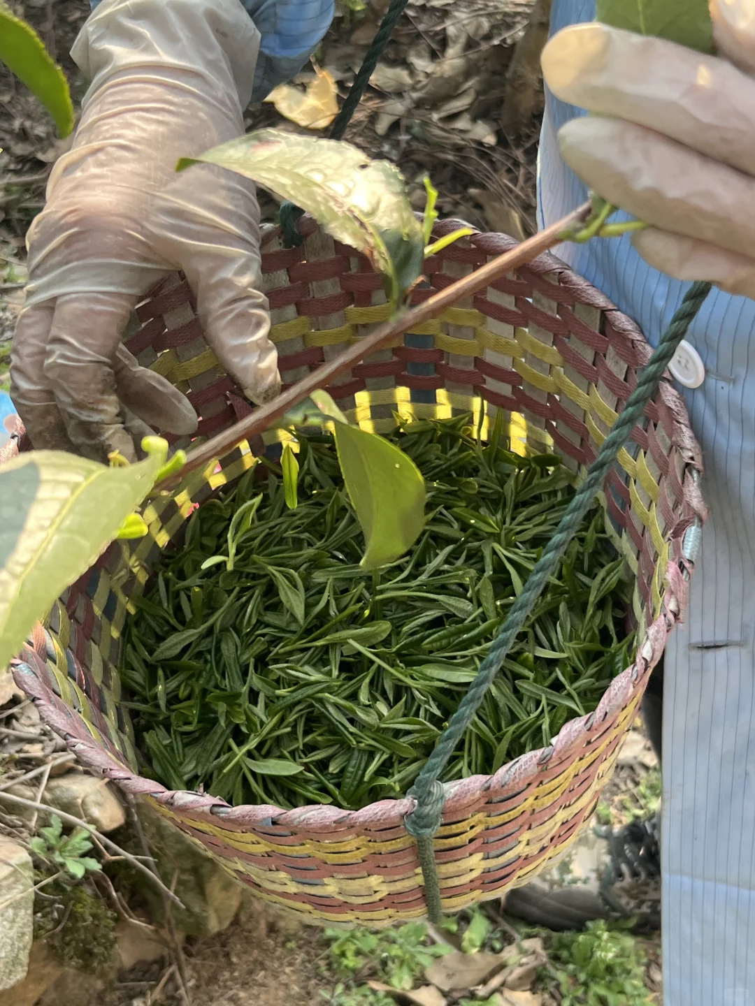 🚄上海周中徒步｜苏州莫厘峰小环线吸氧记