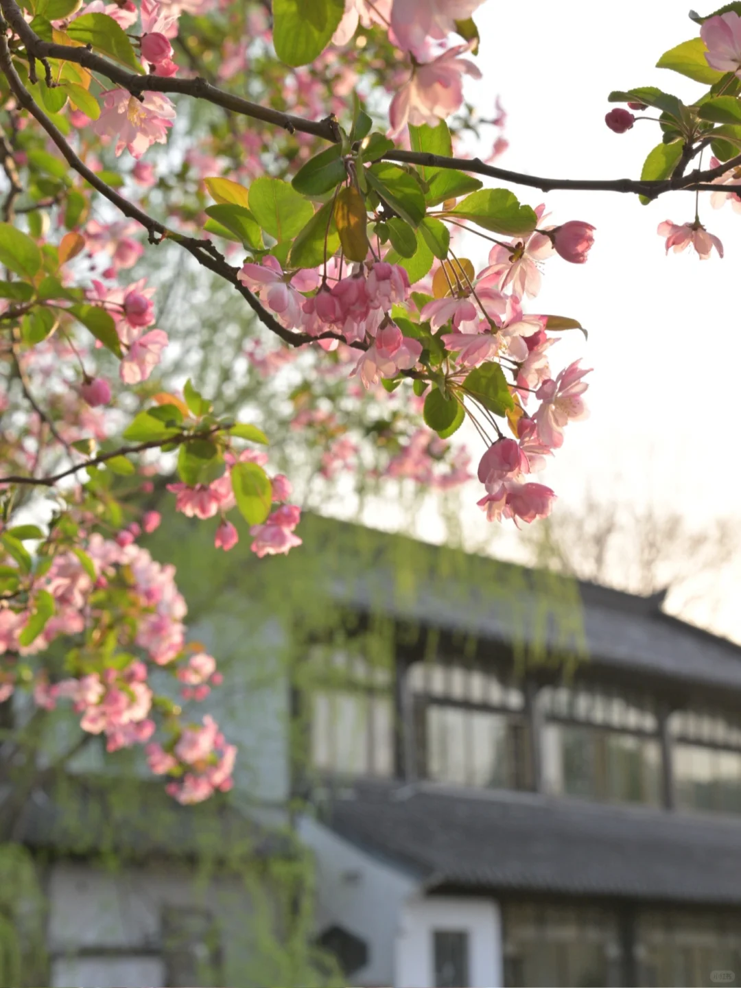 📍南京｜避开人流！0元get海棠花海秘境🌸