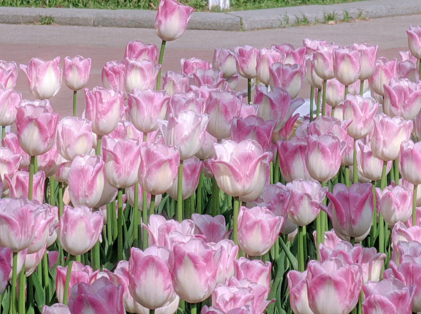 春天取景器 ̗̀📟🌷