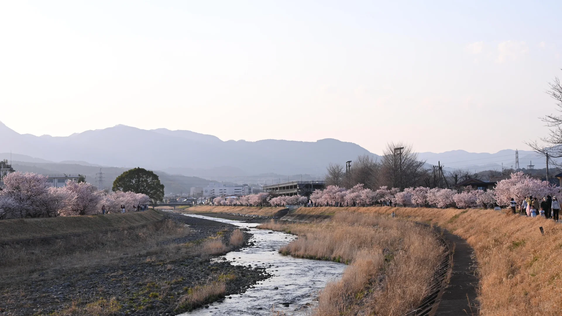 3.23樱花实况 | 跌入神奈川的粉色花海里！