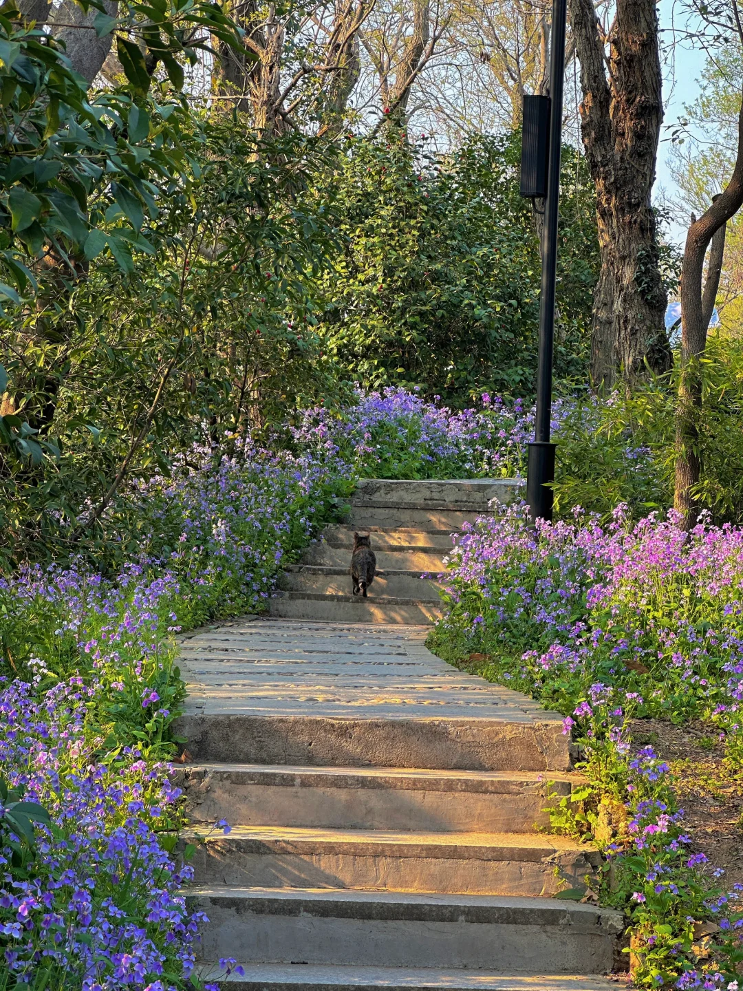 今年万事“紫”定赢🦋💜🦋💜🦋