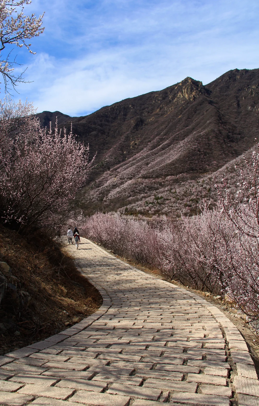 3.21实拍山花烂漫-白虎涧（后花园）