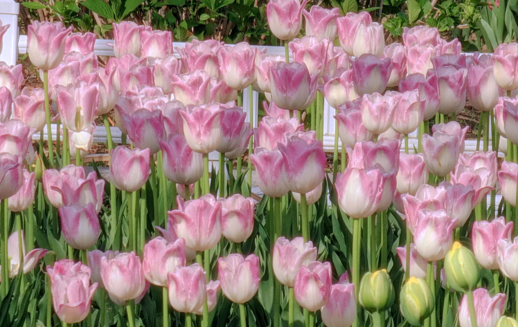 春天取景器 ̗̀📟🌷