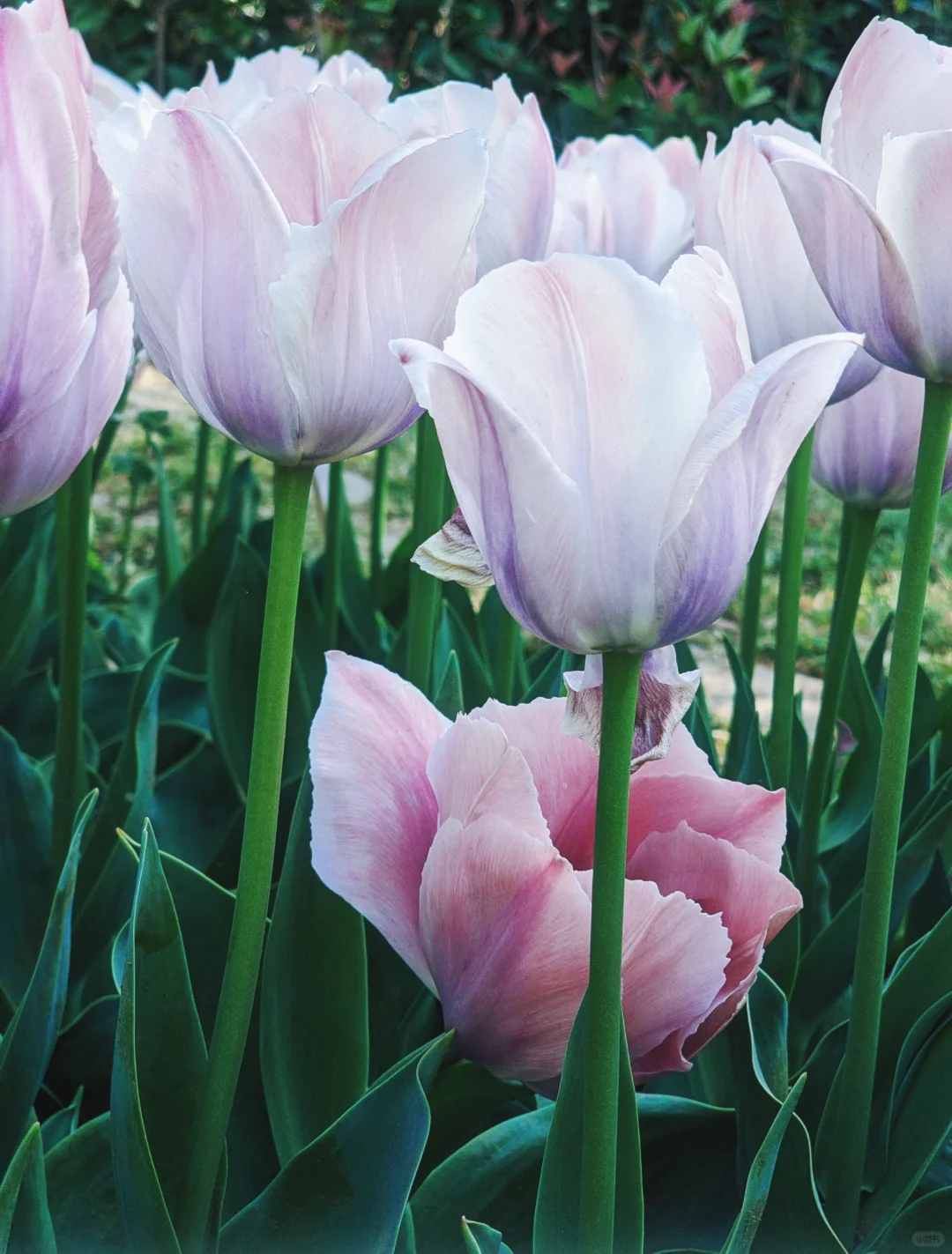 春天取景器 ̗̀📟🌷