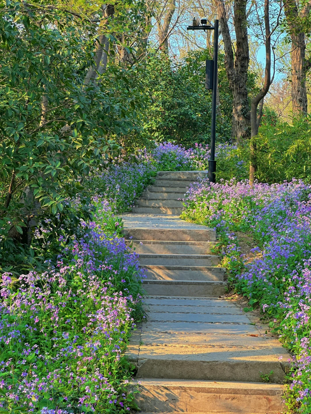 今年万事“紫”定赢🦋💜🦋💜🦋