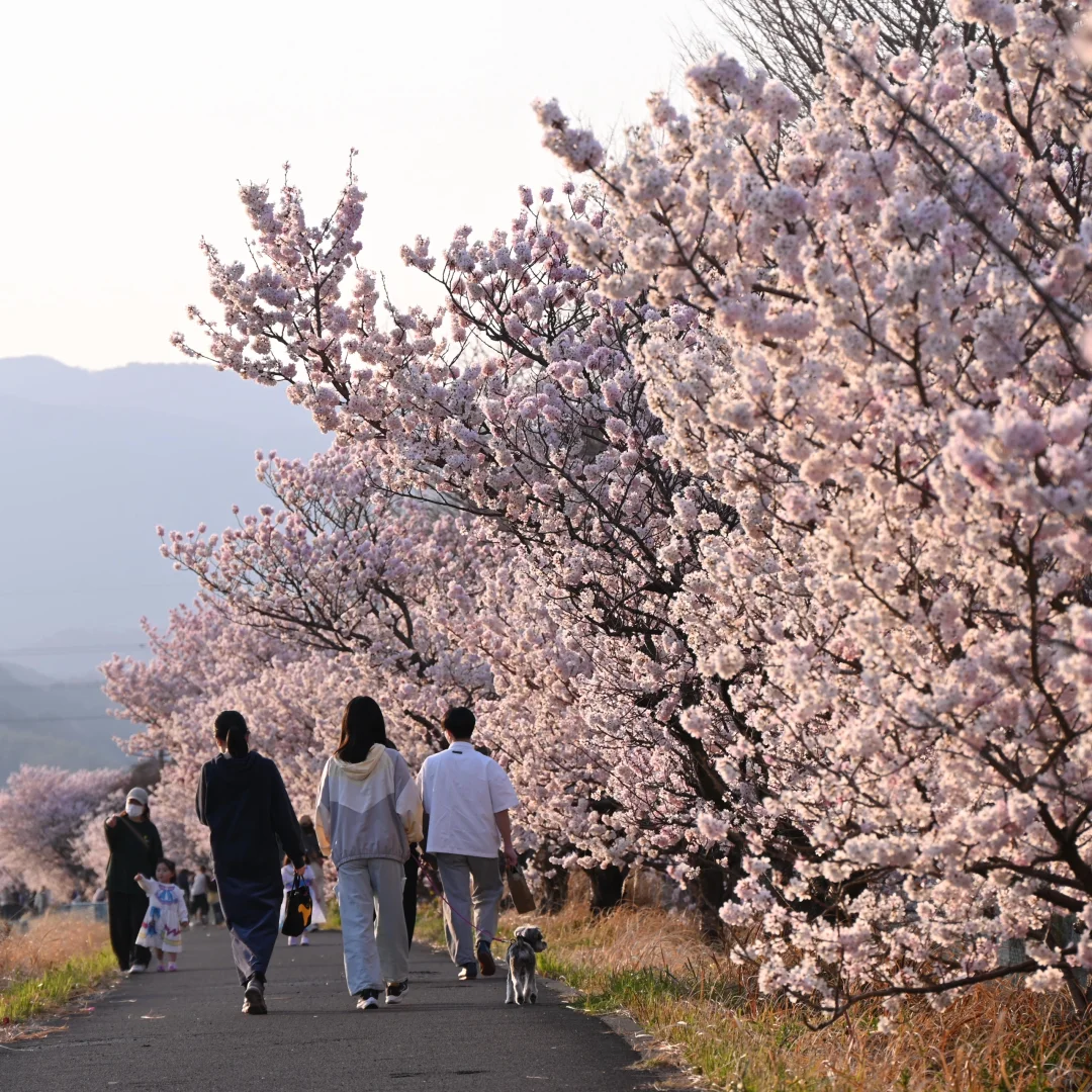 3.23樱花实况 | 跌入神奈川的粉色花海里！