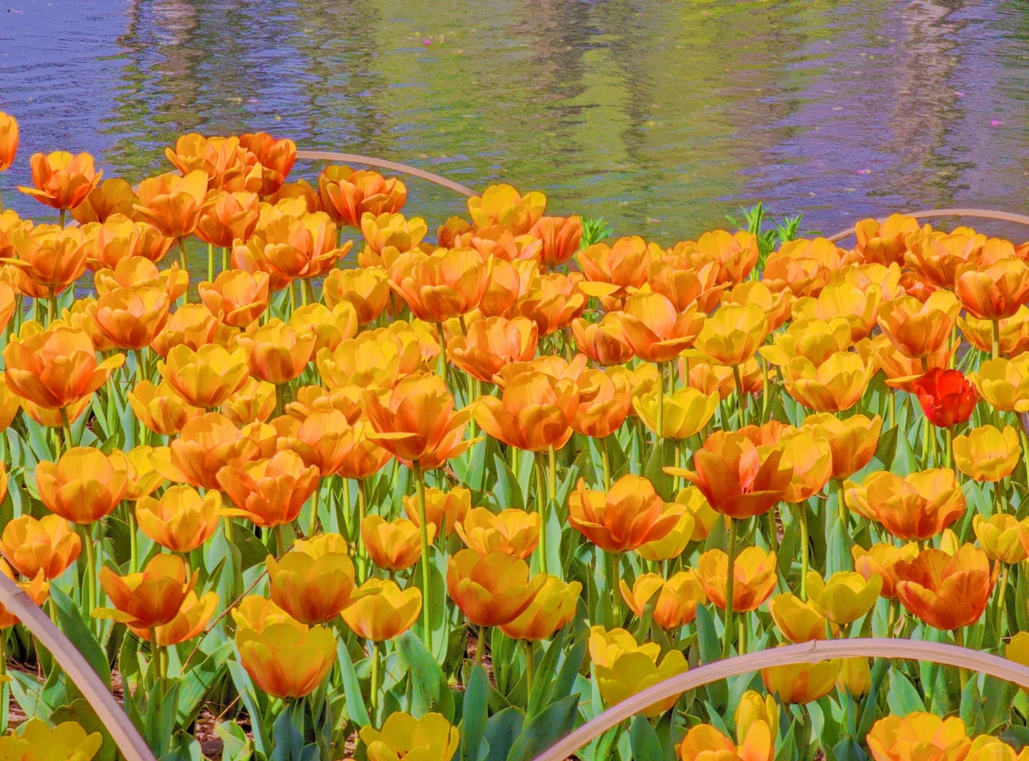 春天取景器 ̗̀📟🌷