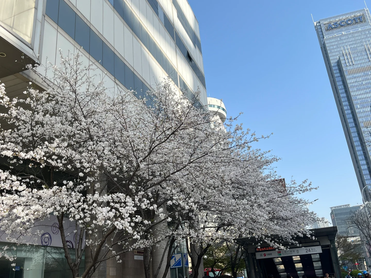 浪漫古镇樱花🌸🌸