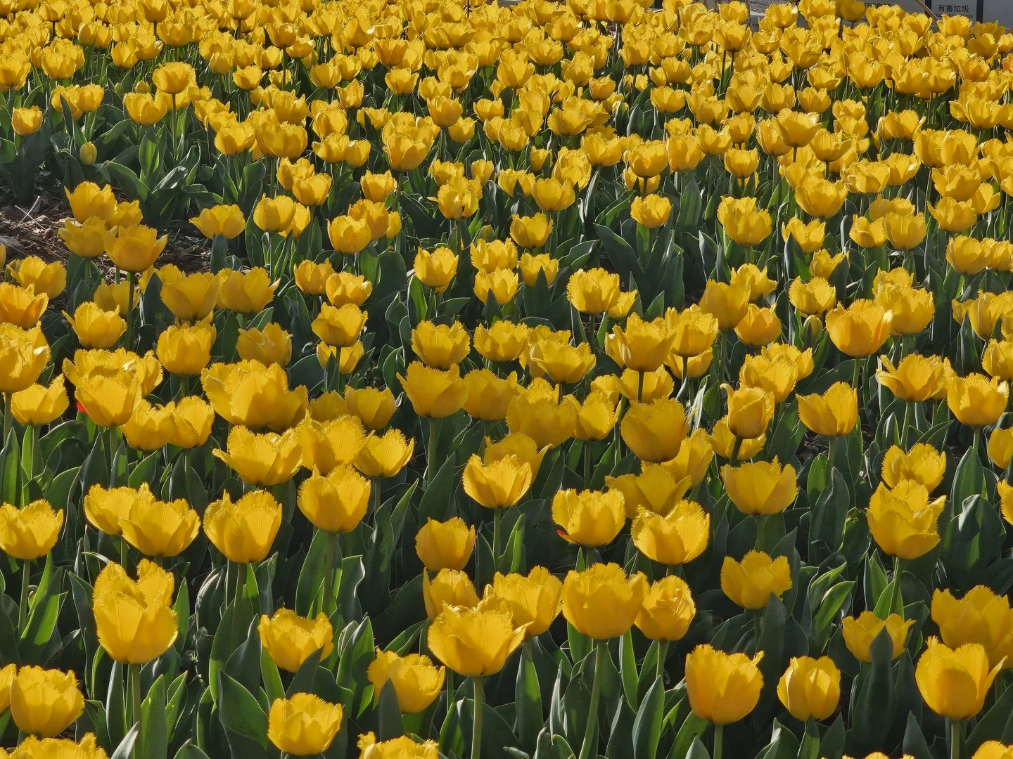 春天取景器 ̗̀📟🌷