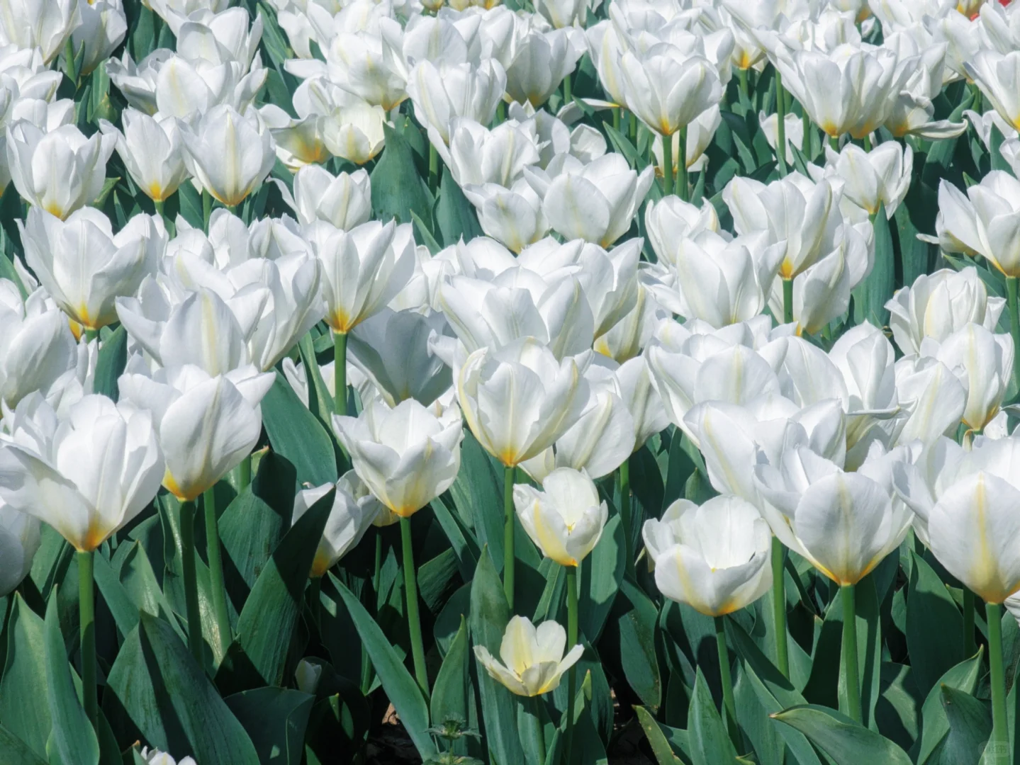 春天取景器 ̗̀📟🌷