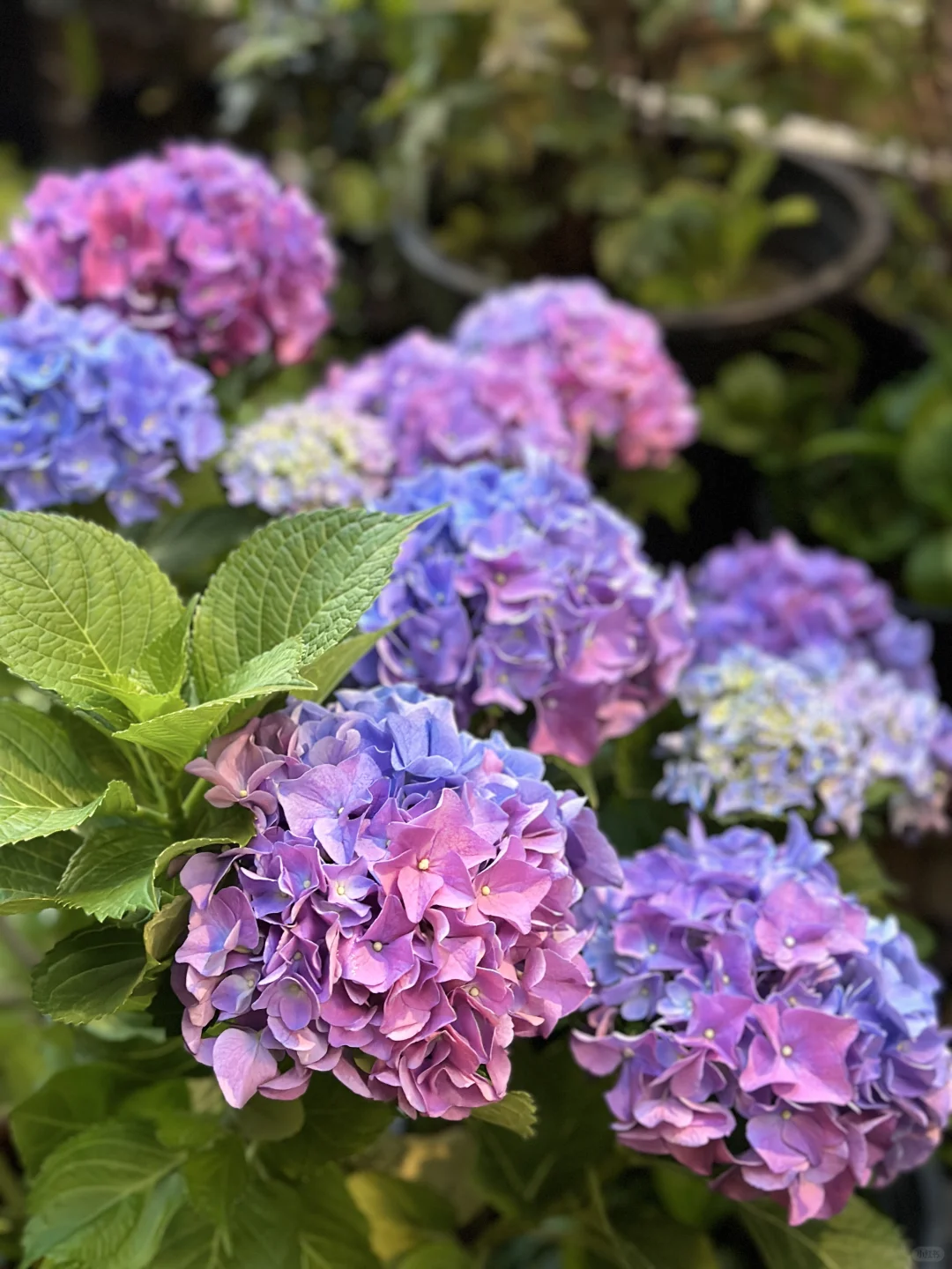 一去一个不吱声