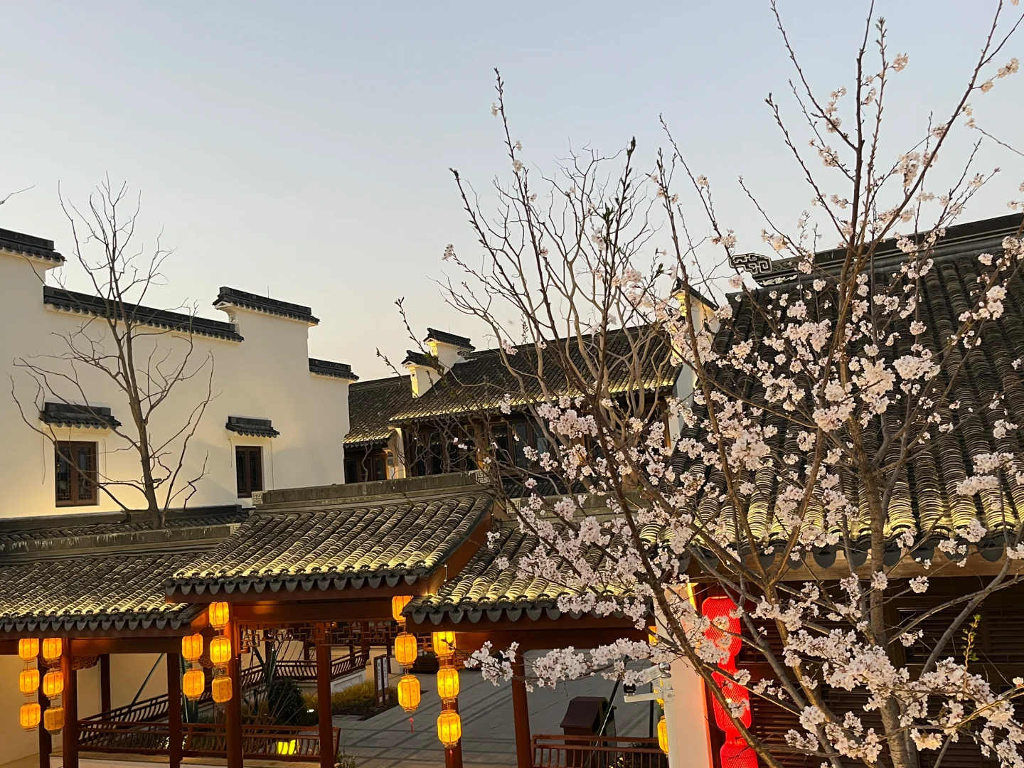 浪漫古镇樱花🌸🌸