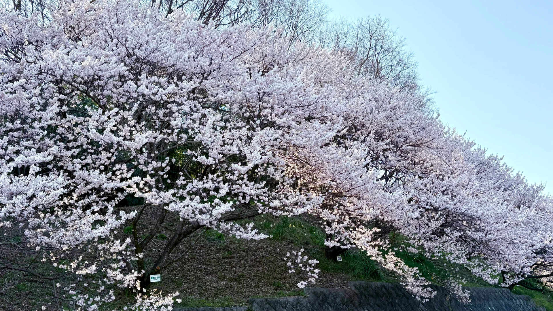 3.23樱花实况 | 跌入神奈川的粉色花海里！