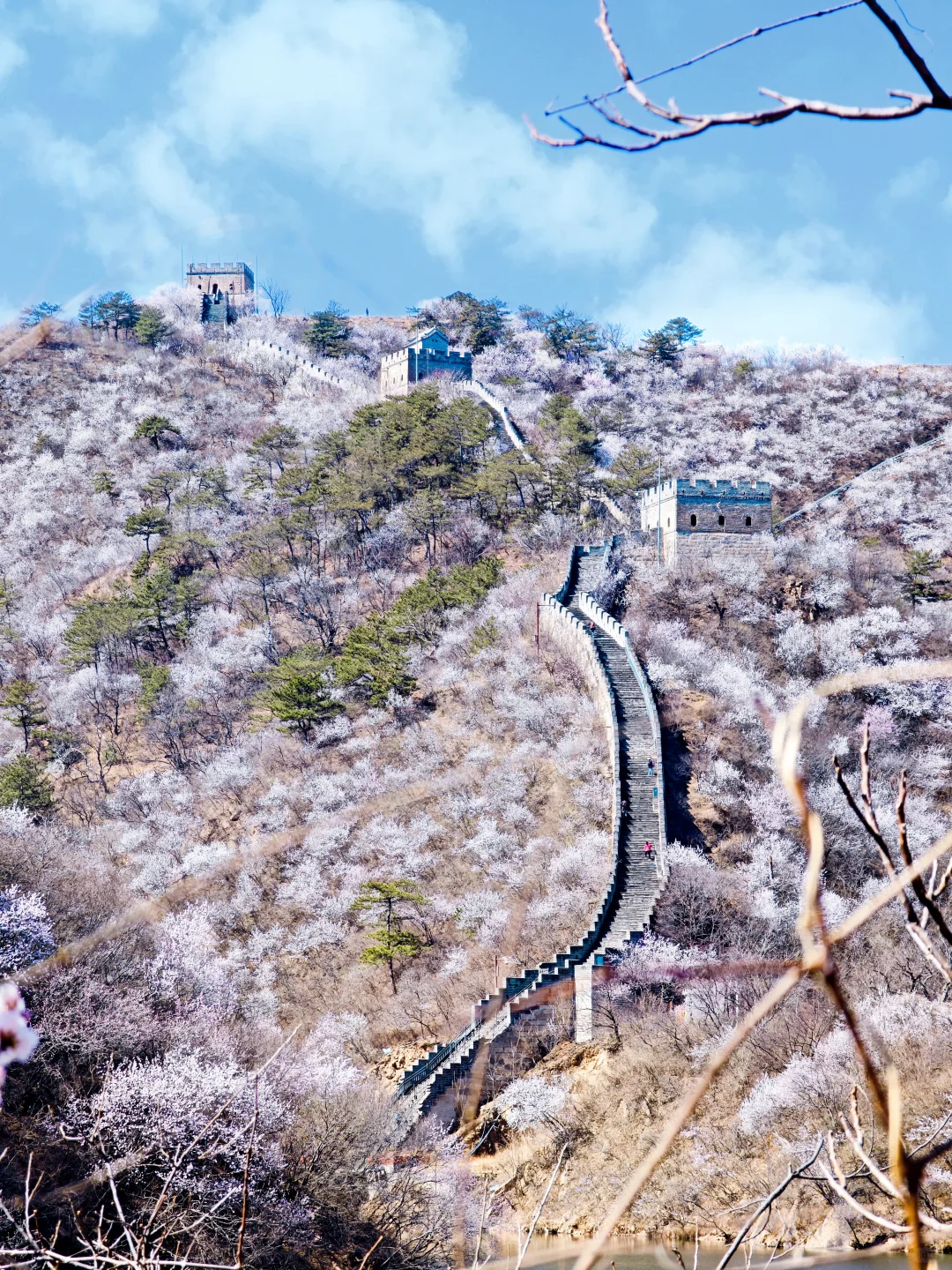 3.24实拍丨在北京我找到了林芝的平替