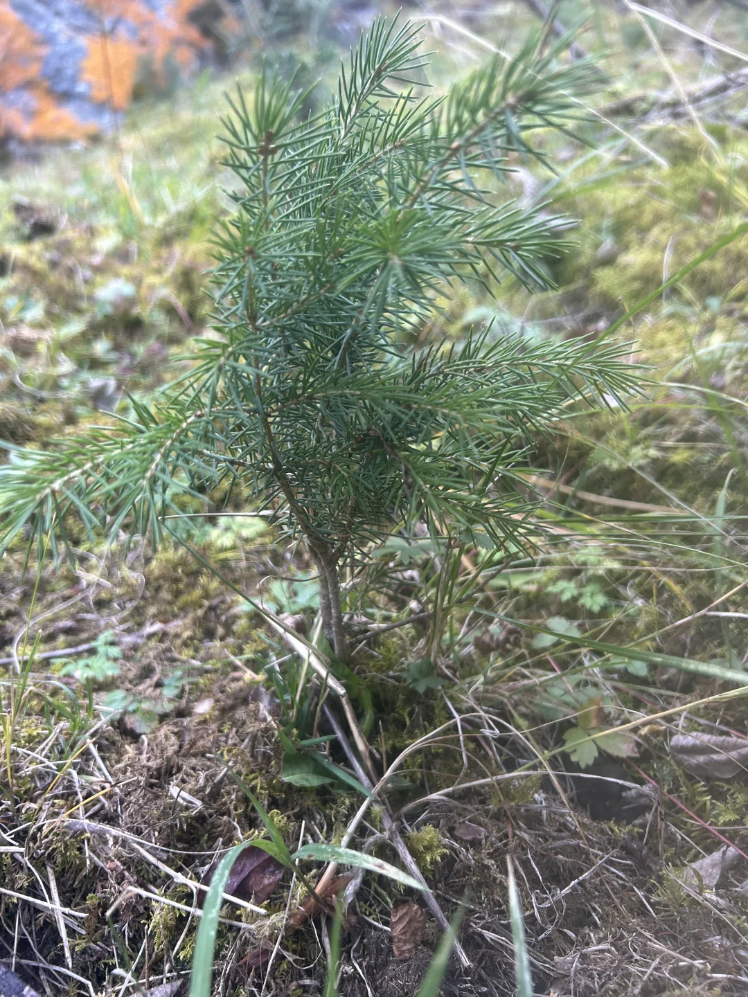伊犁本地包车司机：优惠特价每天800！含：加油