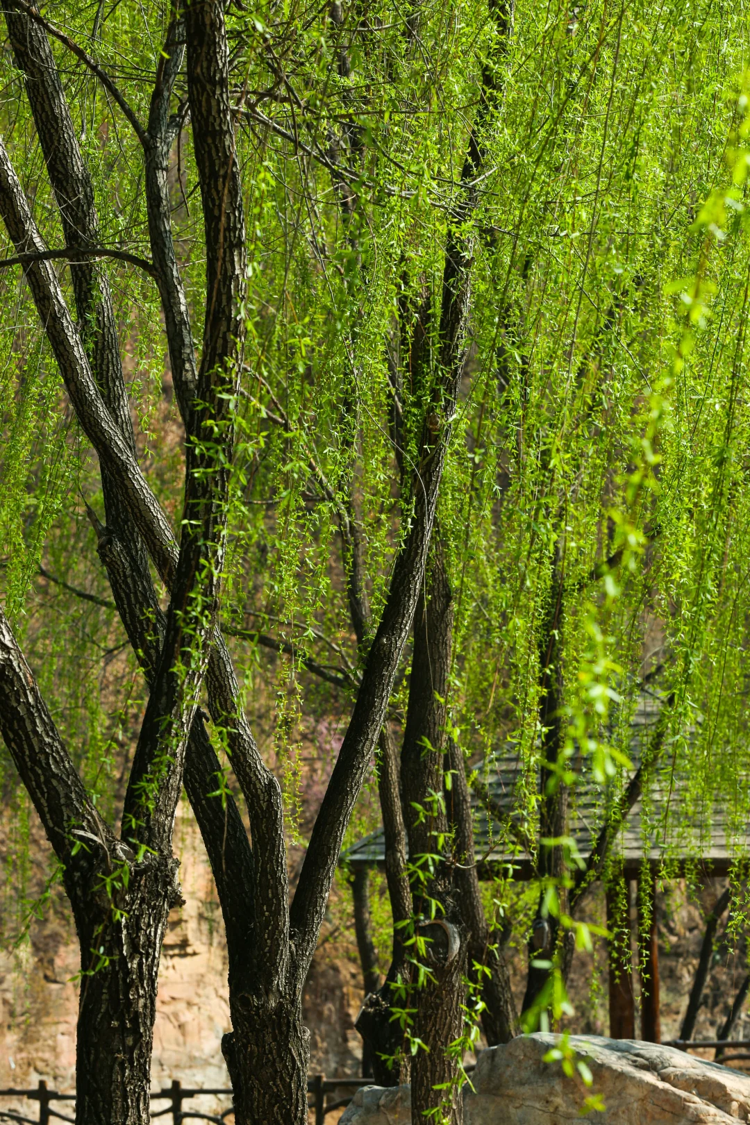 七步沟：风里已经有春天的味道咯~