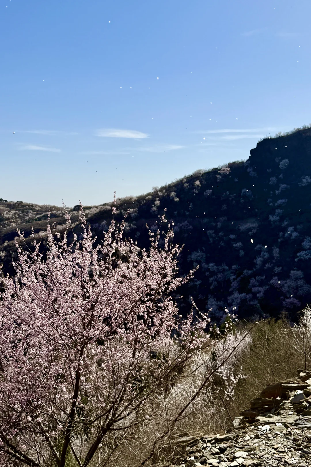 别再挤白虎涧‼️房山小众无人山谷太美🌸