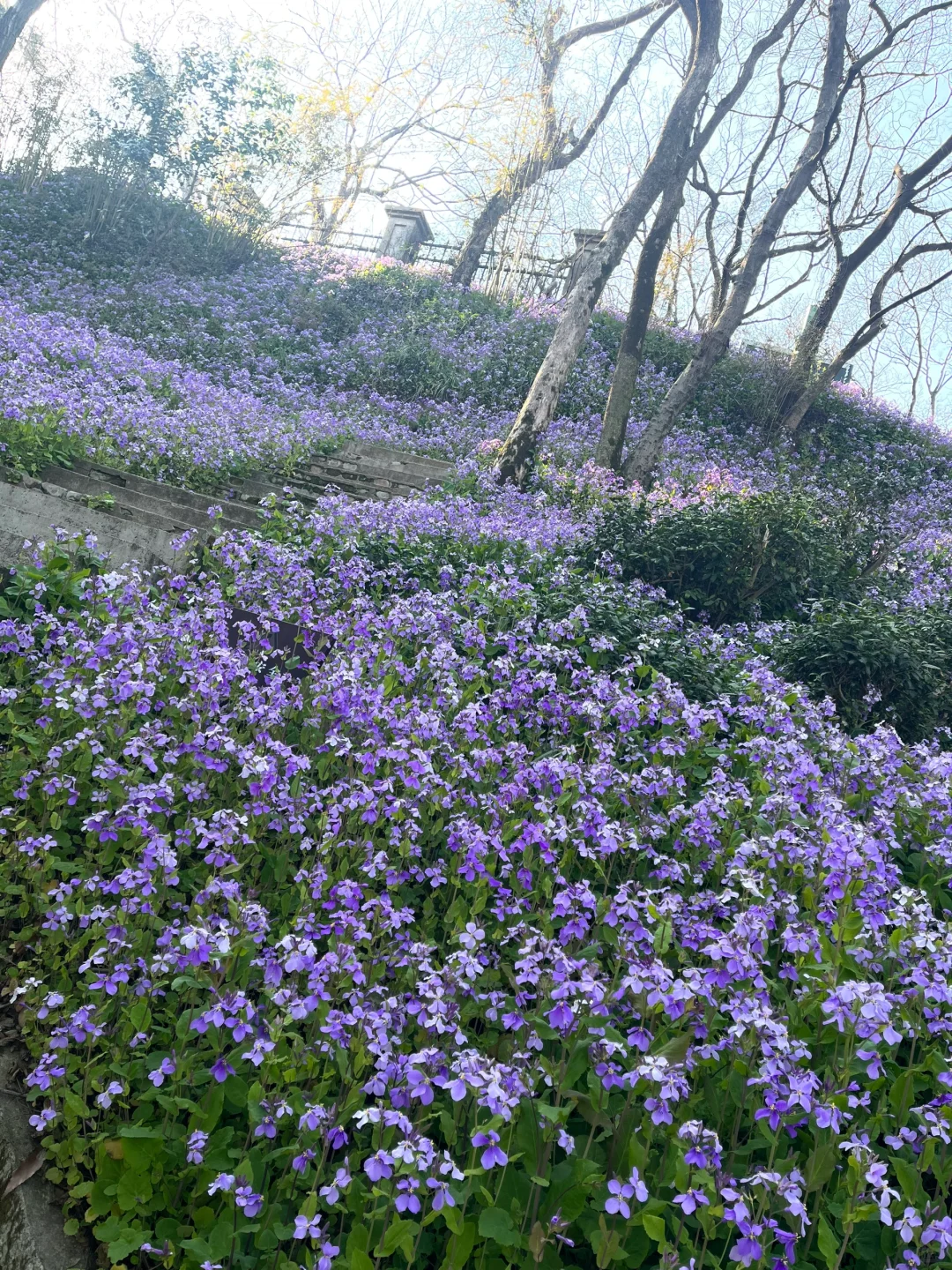 军山二月兰 手机里上百张照片拍不出它的美