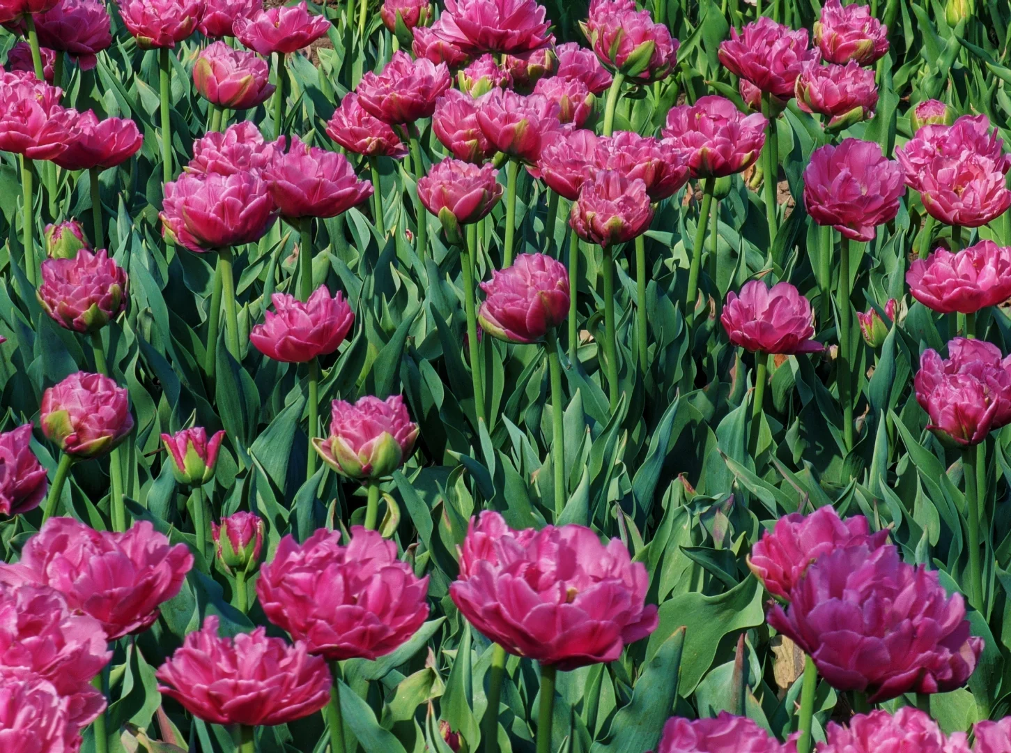 春天取景器 ̗̀📟🌷