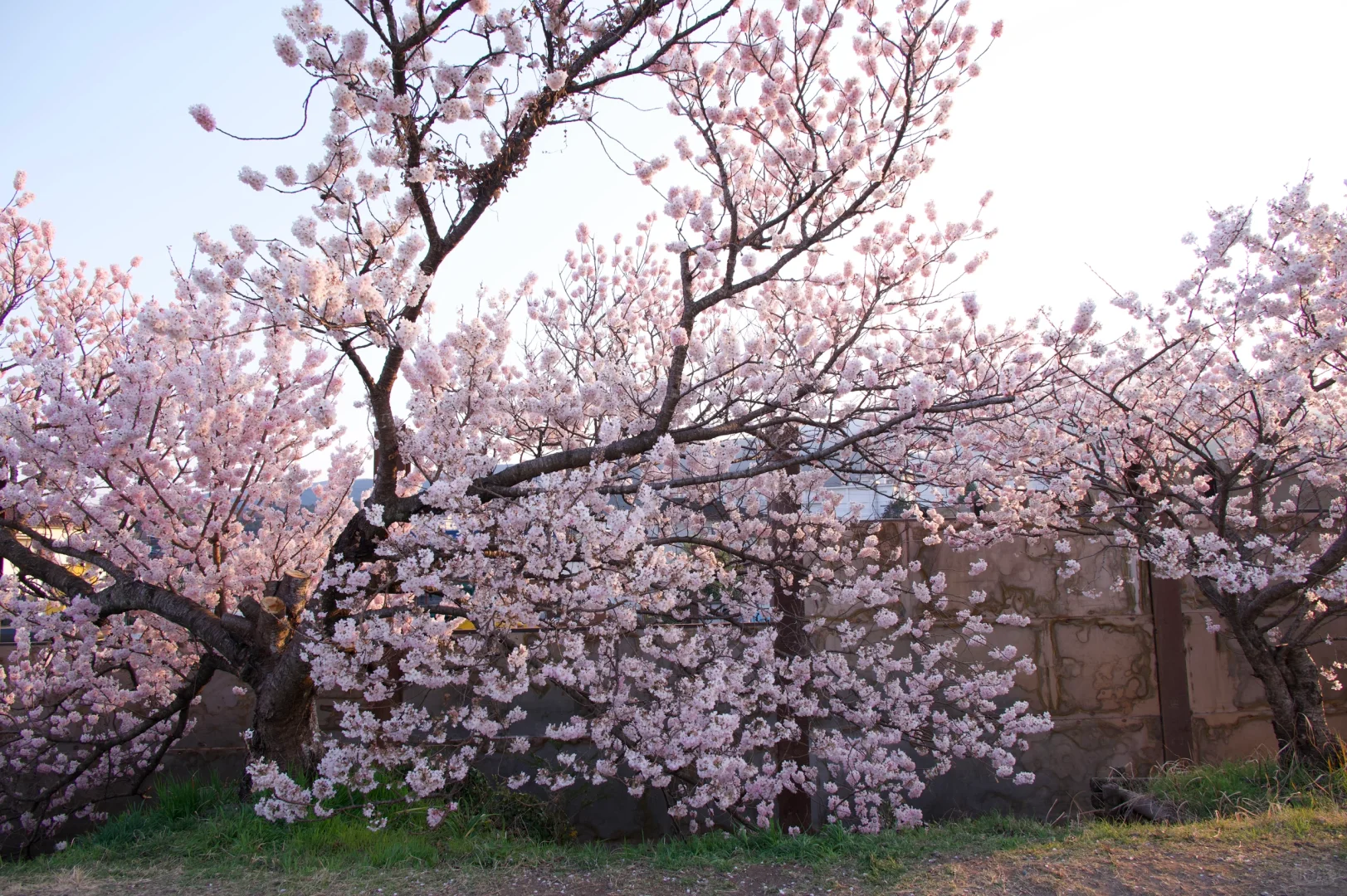 3.23樱花实况 | 跌入神奈川的粉色花海里！